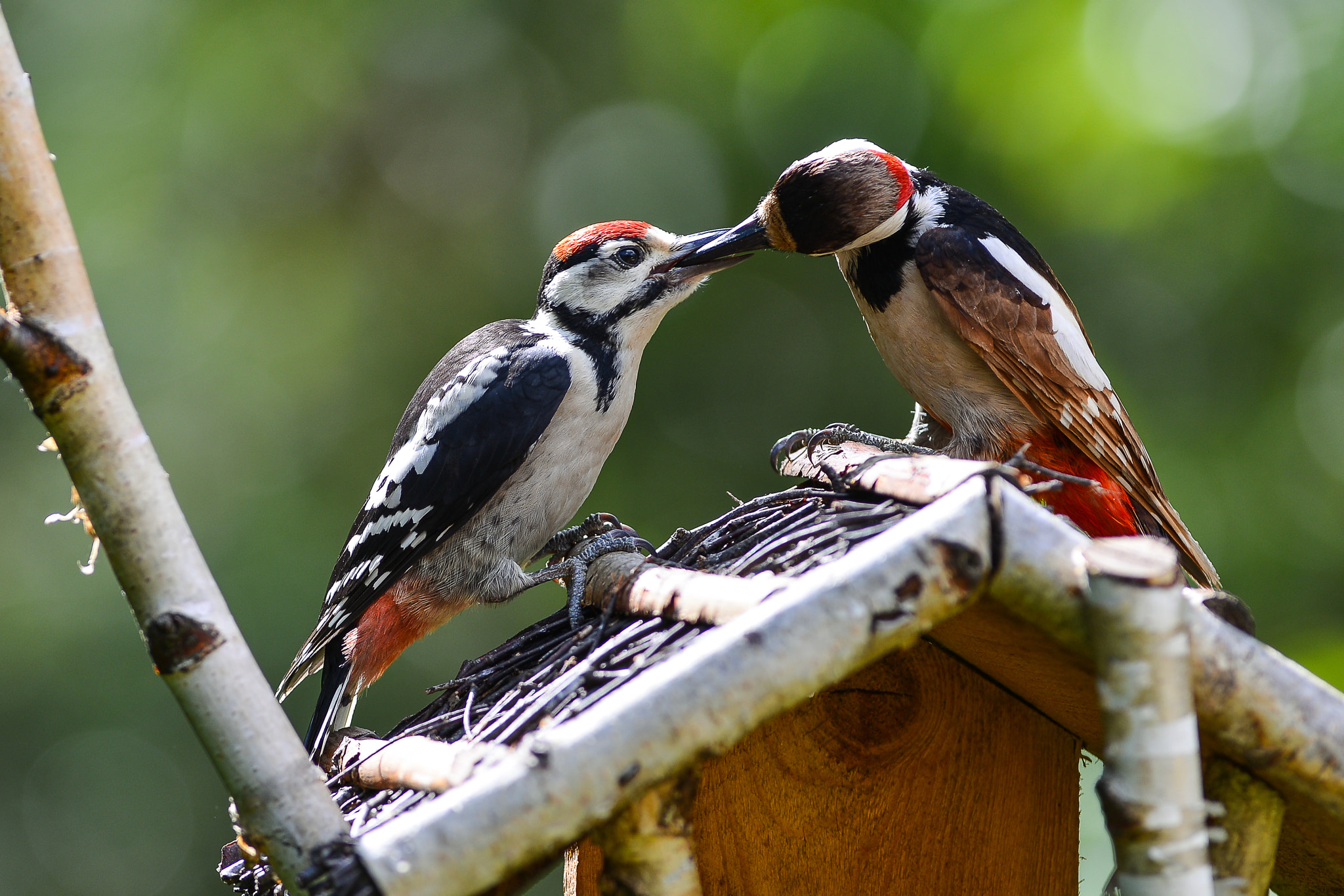Nikon D800 + Nikon AF-S Nikkor 300mm F2.8G ED VR II sample photo. Great spotted woodpecker: father and son. photography