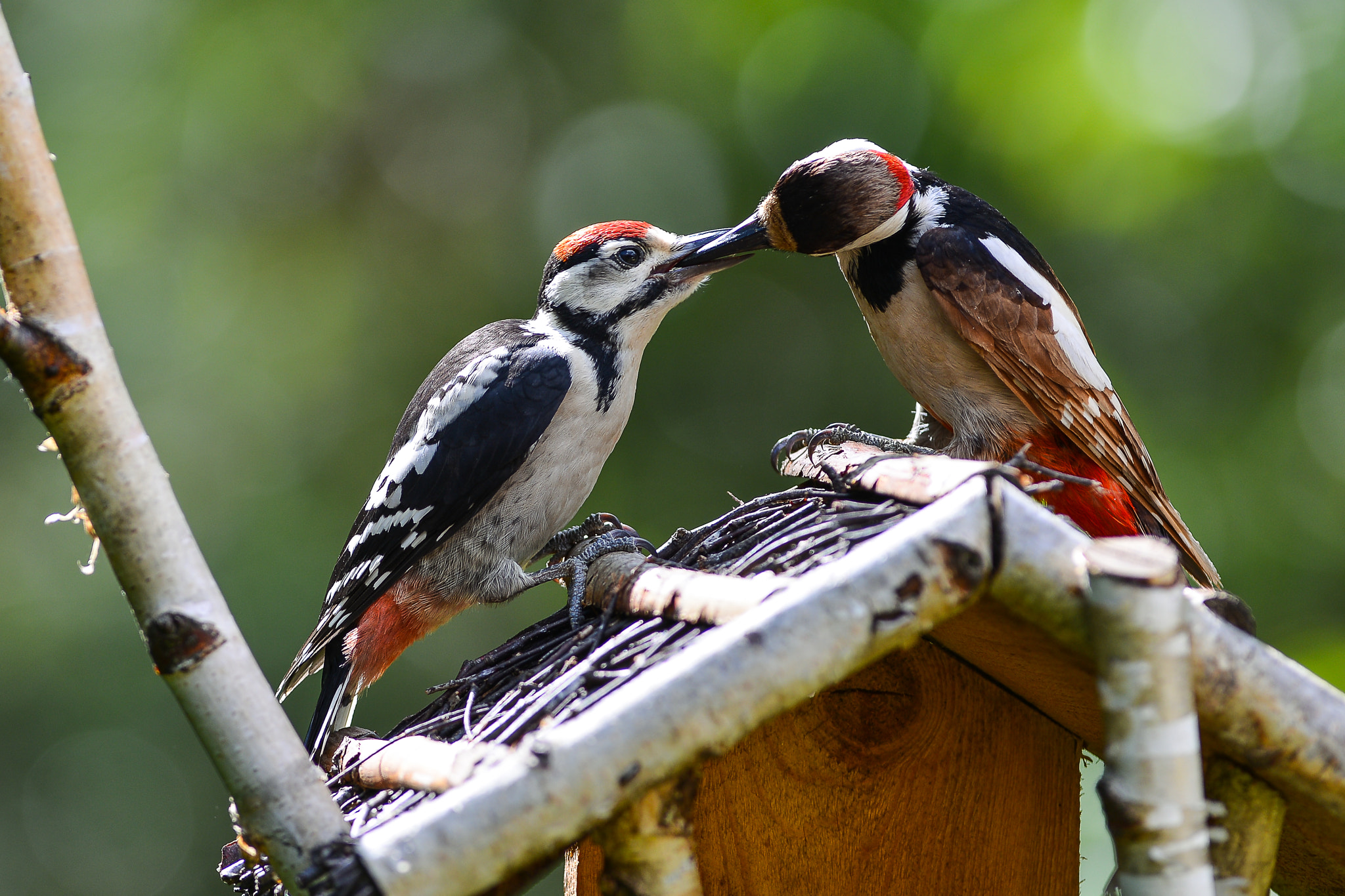Nikon AF-S Nikkor 300mm F2.8G ED VR II sample photo. Great spotted woodpecker: father and son. photography