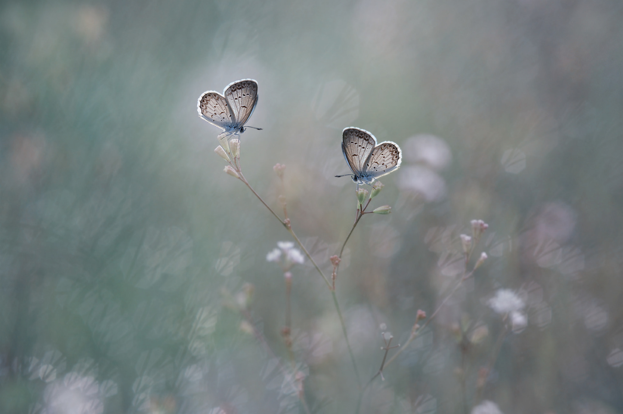 Sigma 150mm F2.8 EX DG Macro HSM sample photo. Butterfly, kupu kupu photography