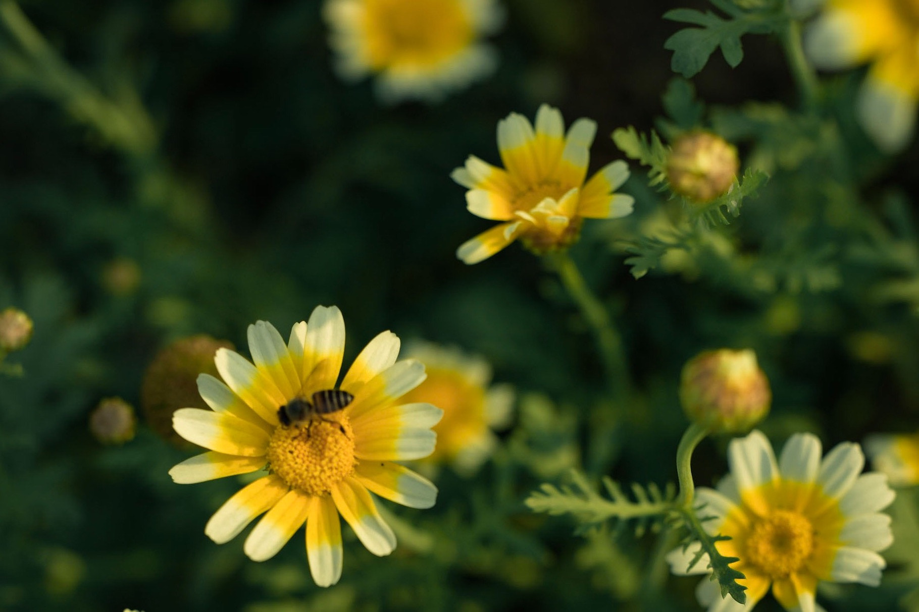 ZEISS Otus 55mm F1.4 sample photo. Bee and flower photography