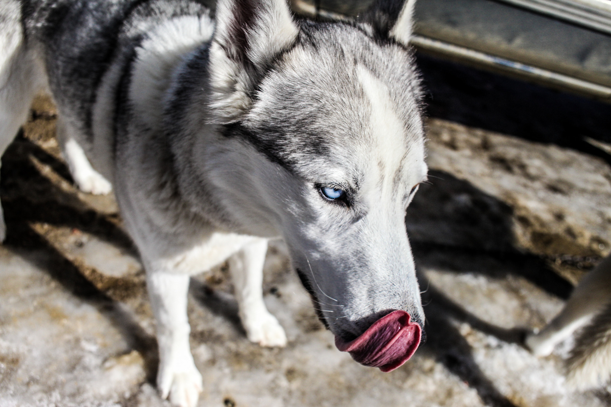 Canon EF 28mm F2.8 sample photo. Meg oneill px stock photography