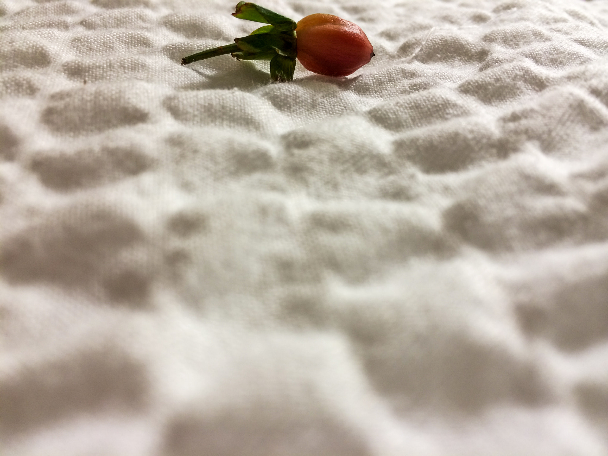iPhone 5s back camera 4.12mm f/2.2 sample photo. Meg oneill px stock photography