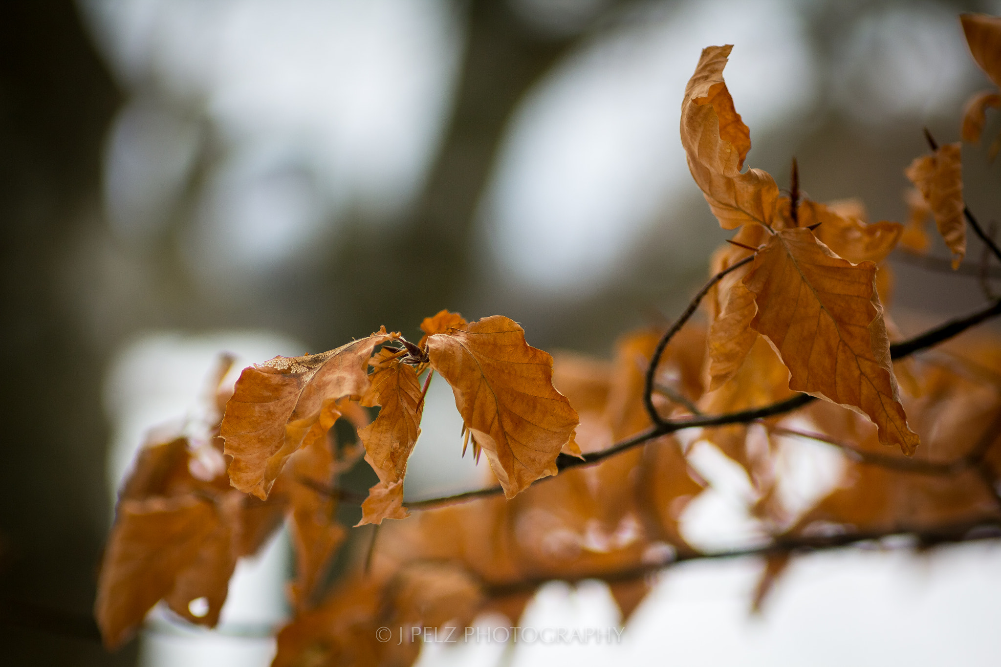 Canon EF 100mm F2.8 Macro USM sample photo. Waiting for spring.... photography