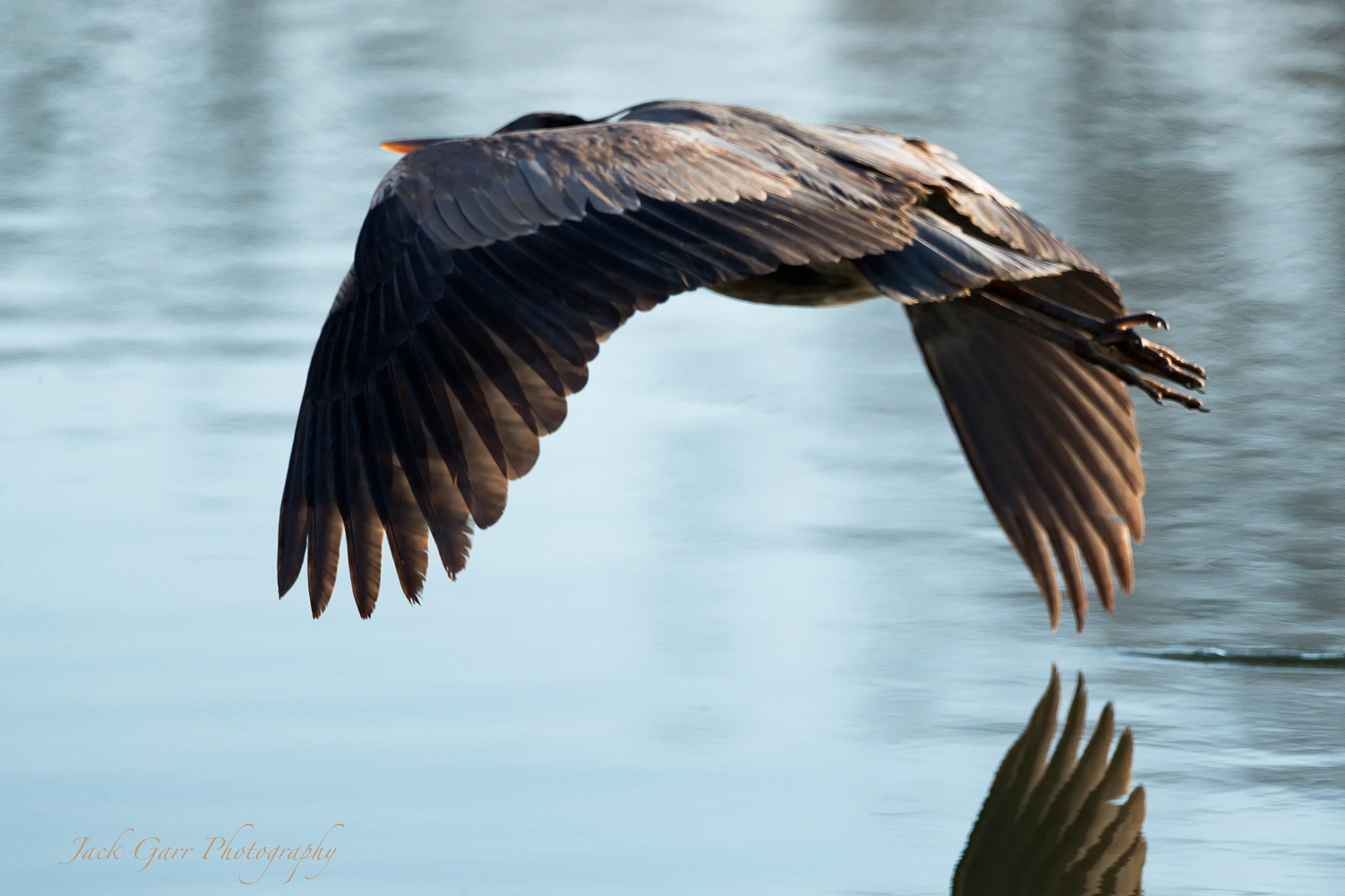 150-600mm F5-6.3 DG OS HSM | Sports 014 sample photo. Great blue heron flight photography