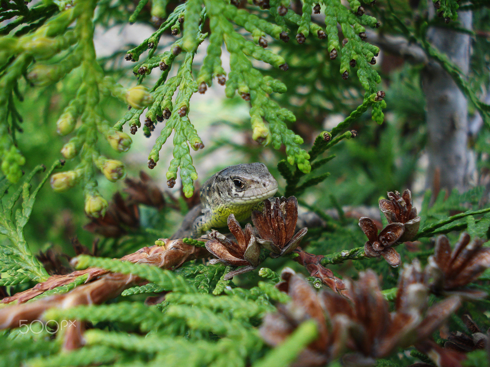 Sony DSC-W35 sample photo. Smile dear lizard! photography