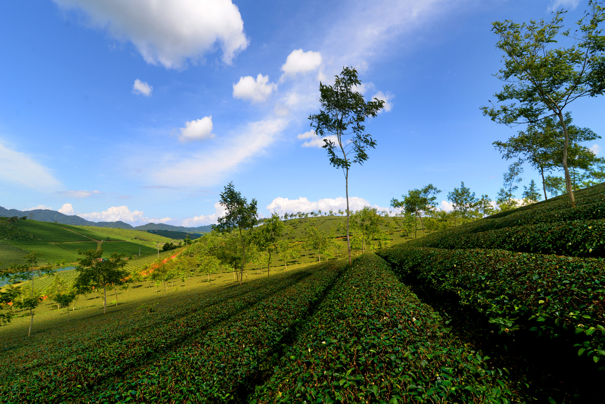 Nikon D610 + Nikon AF Nikkor 24mm F2.8D sample photo. Green tea hills photography