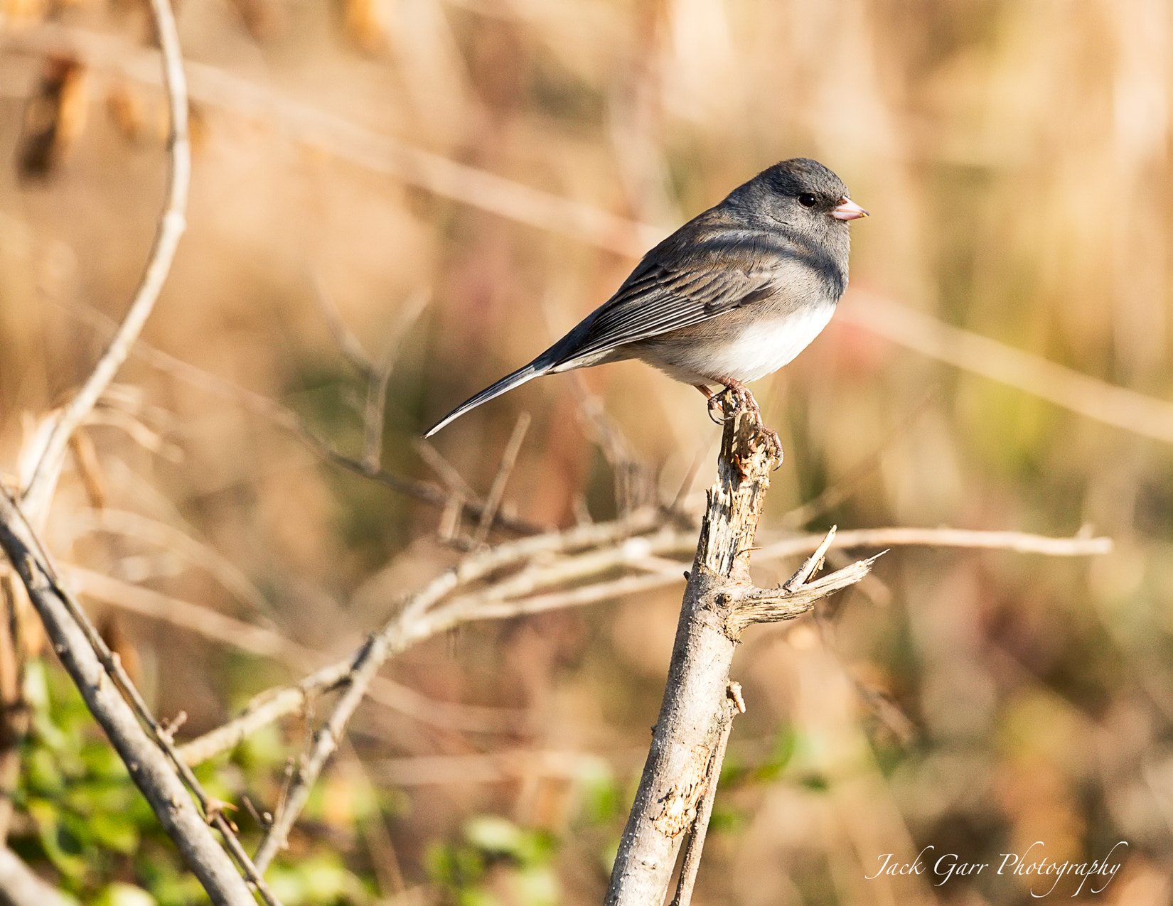 150-600mm F5-6.3 DG OS HSM | Sports 014 sample photo. Sparrow posing photography