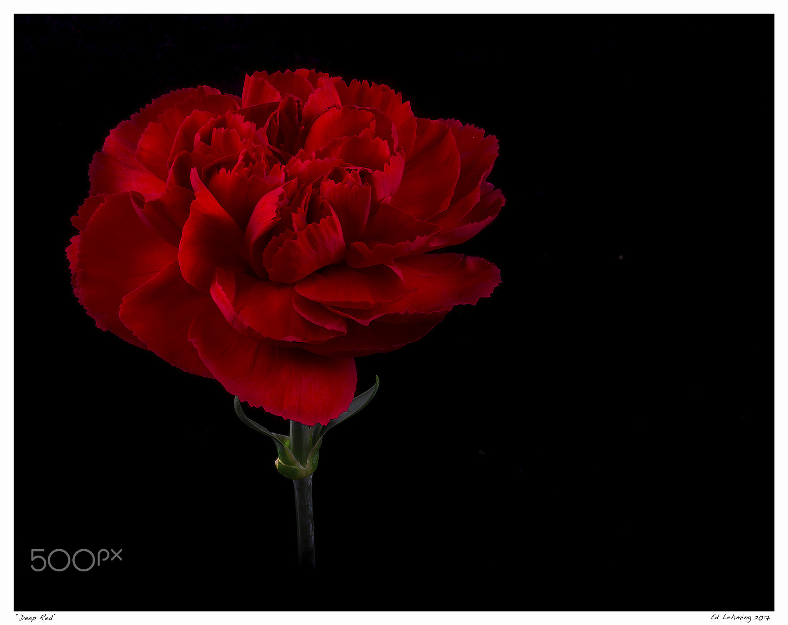 Nikon D800 sample photo. Deep red photography