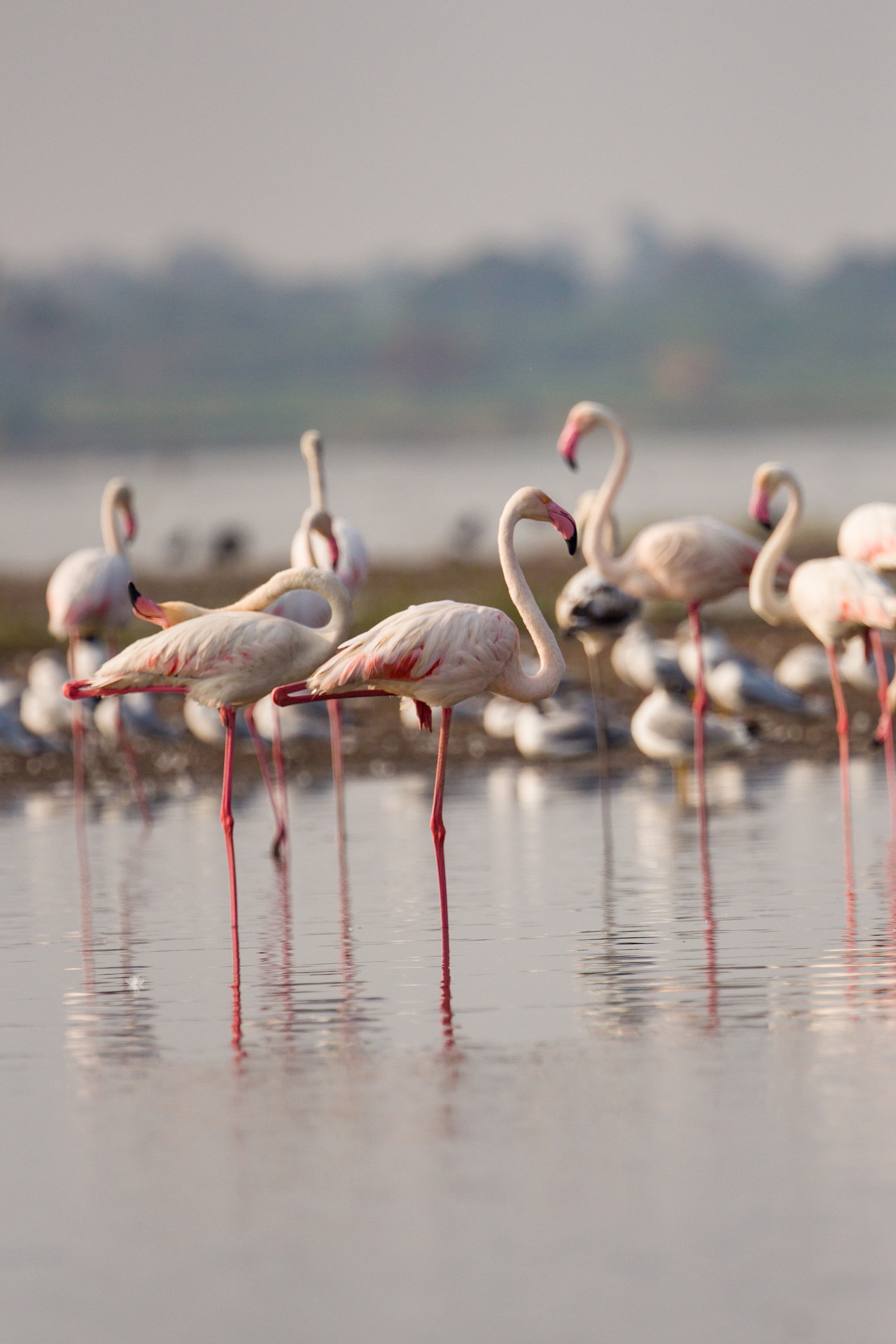 Canon EOS 700D (EOS Rebel T5i / EOS Kiss X7i) + Canon EF 300mm F2.8L IS II USM sample photo. The greater flamingo photography