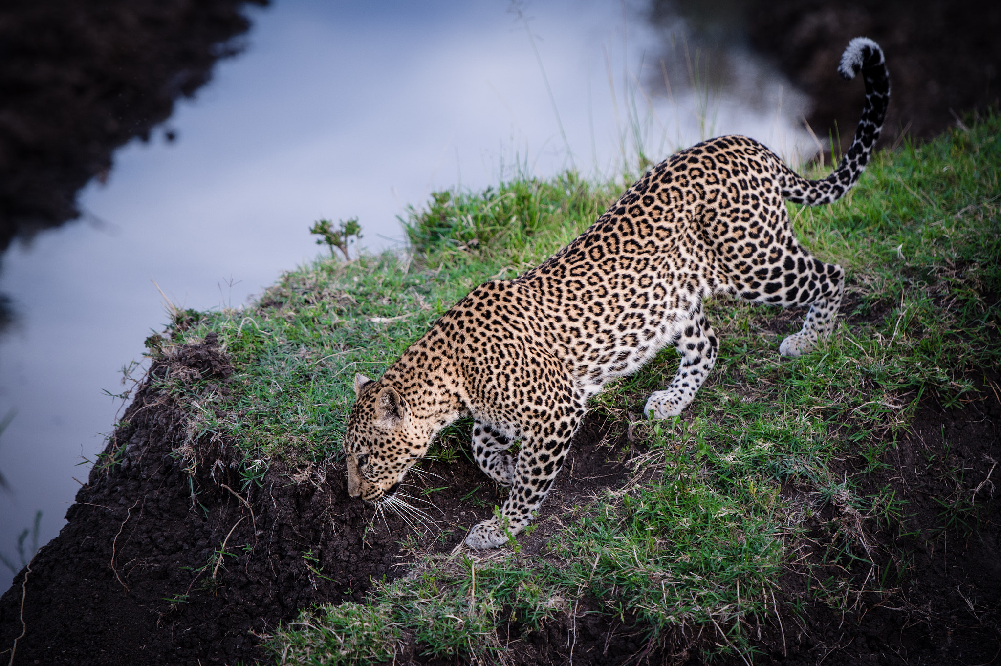 Nikon Df sample photo. Thirsty leopard ar dawn photography