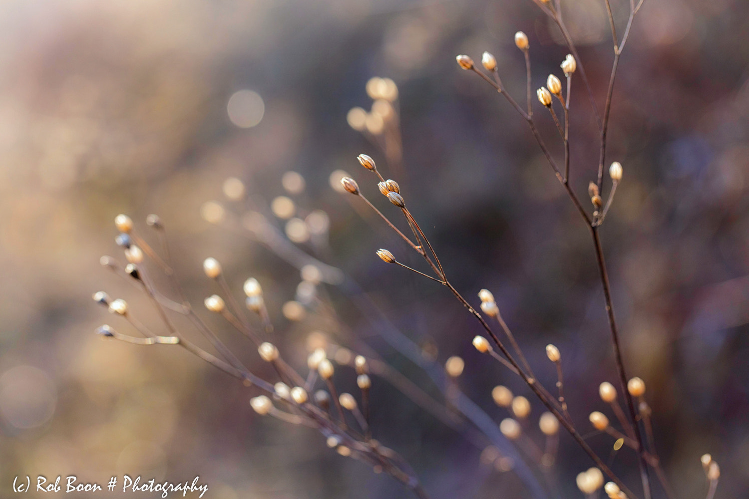 Canon EOS 5DS + Canon EF 100mm F2.8L Macro IS USM sample photo. Winter light photography