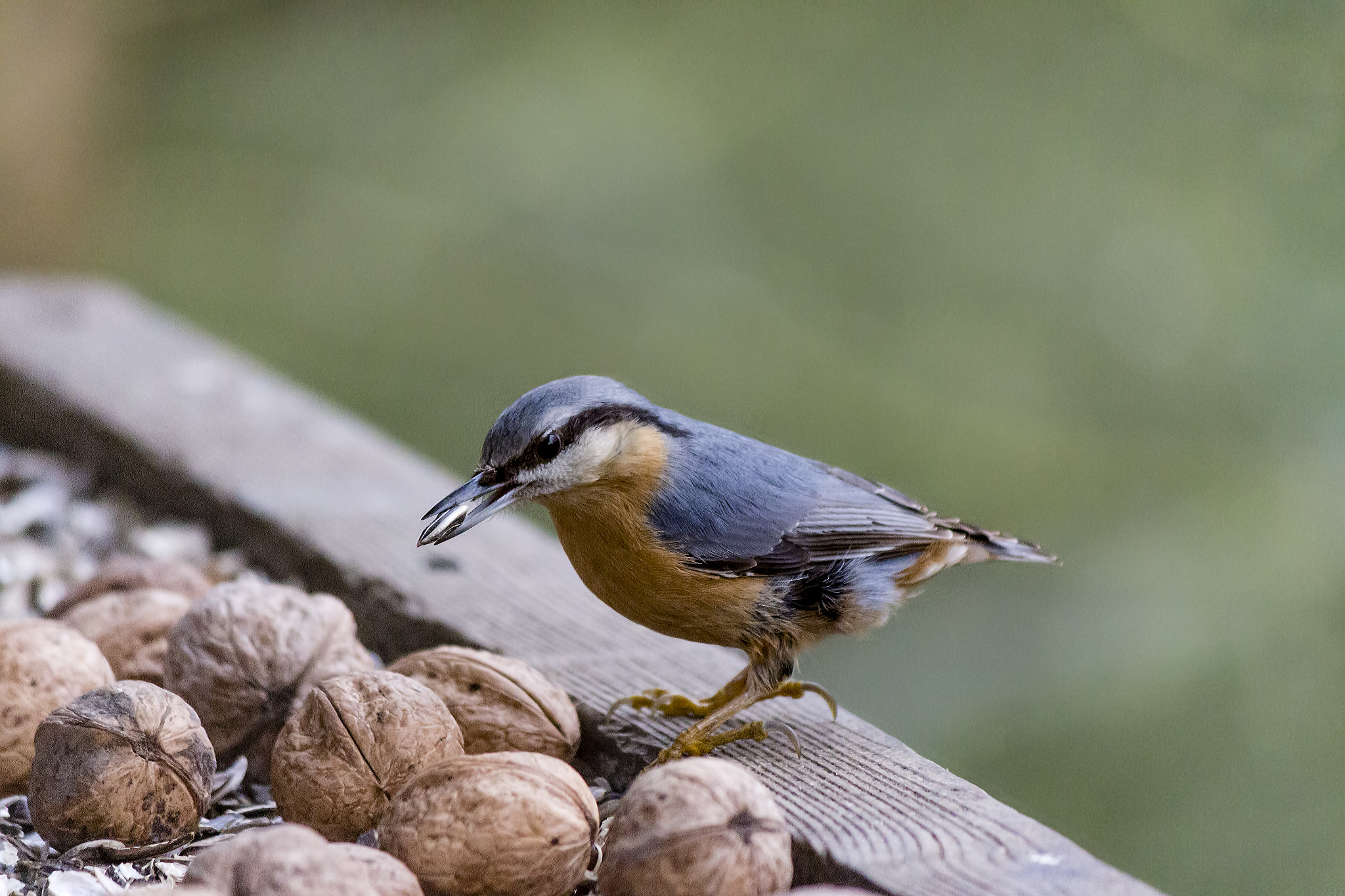 Canon EF-S 55-250mm F4-5.6 IS II sample photo. Eurasian nuthatch photography