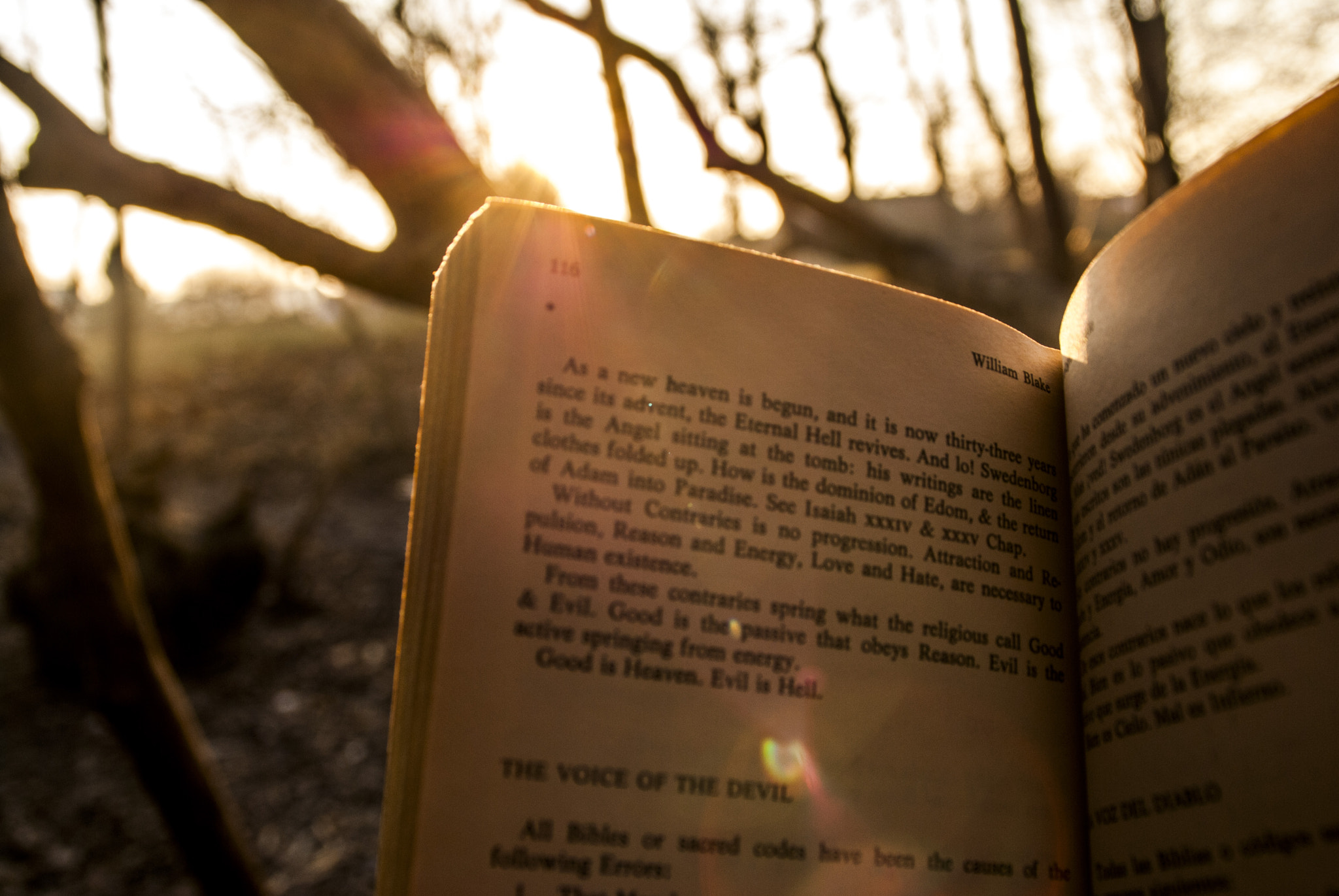 Nikon D80 sample photo. "without contraries is no progression" photography