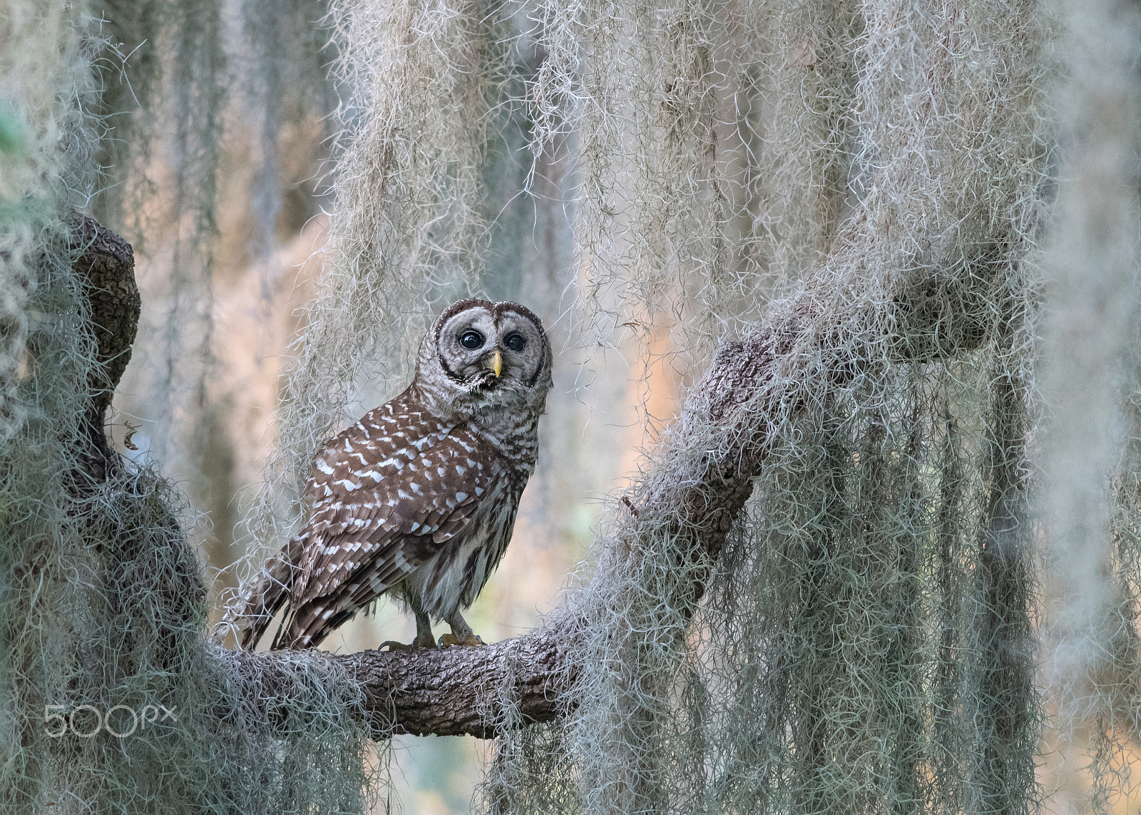 Nikon D500 + Nikon AF-S Nikkor 300mm F4D ED-IF sample photo. Barred owl photography