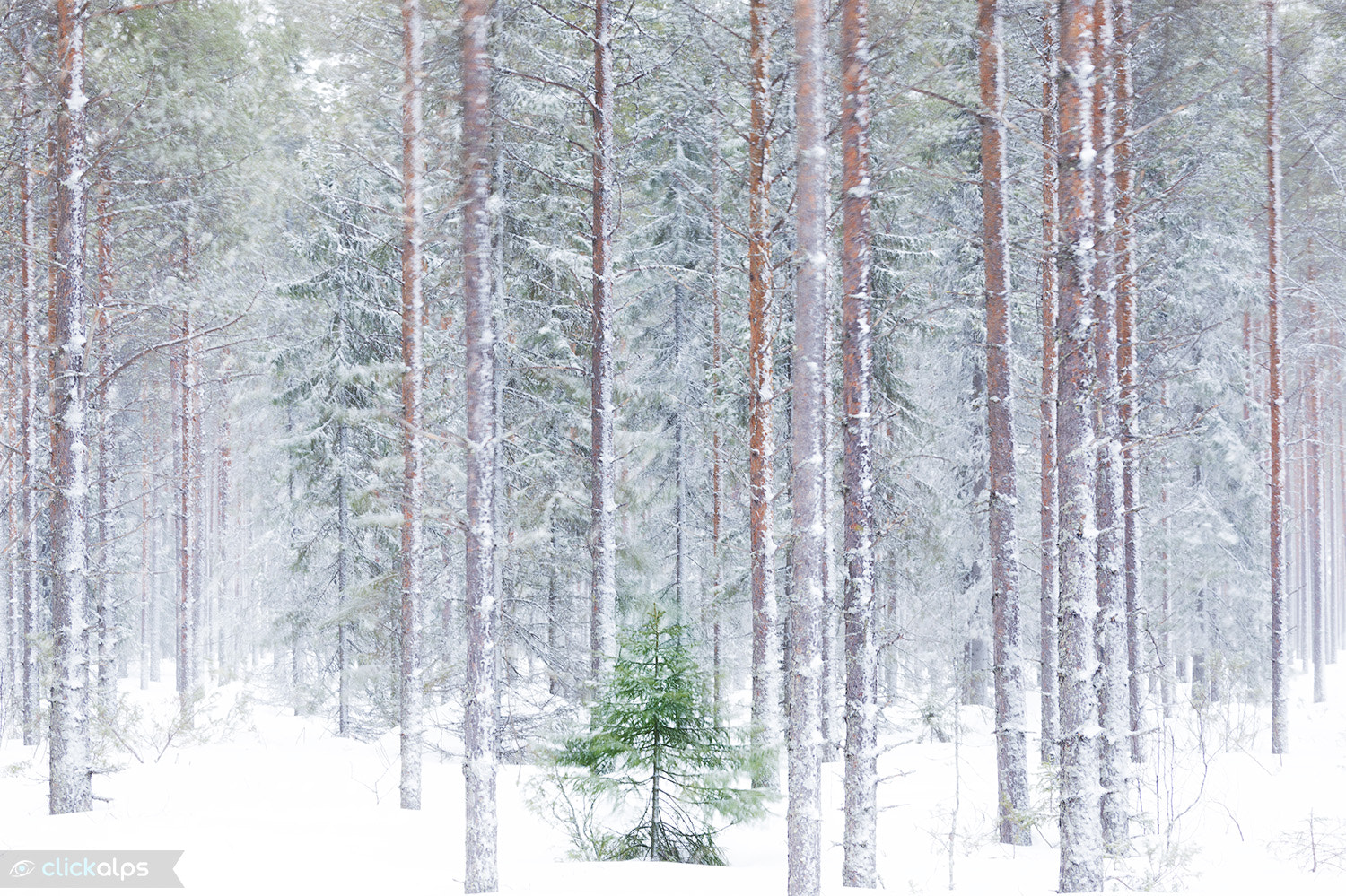 Canon EF 28-300mm F3.5-5.6L IS USM sample photo. Respect nature photography