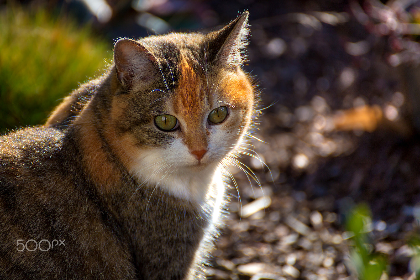 Tamron SP 35mm F1.8 Di VC USD sample photo. Maja portrait photography