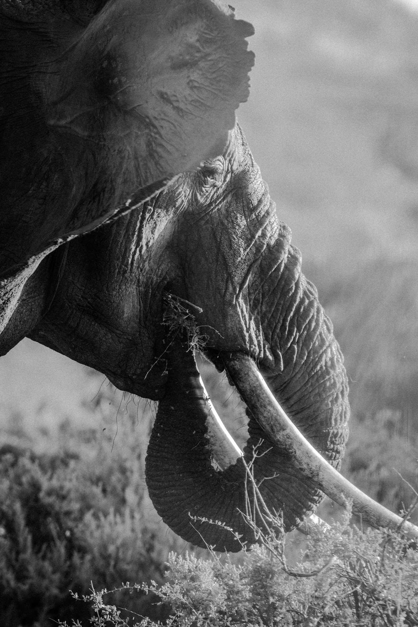 Nikon AF-S Nikkor 300mm F2.8G ED-IF VR sample photo. Elephant in danger photography