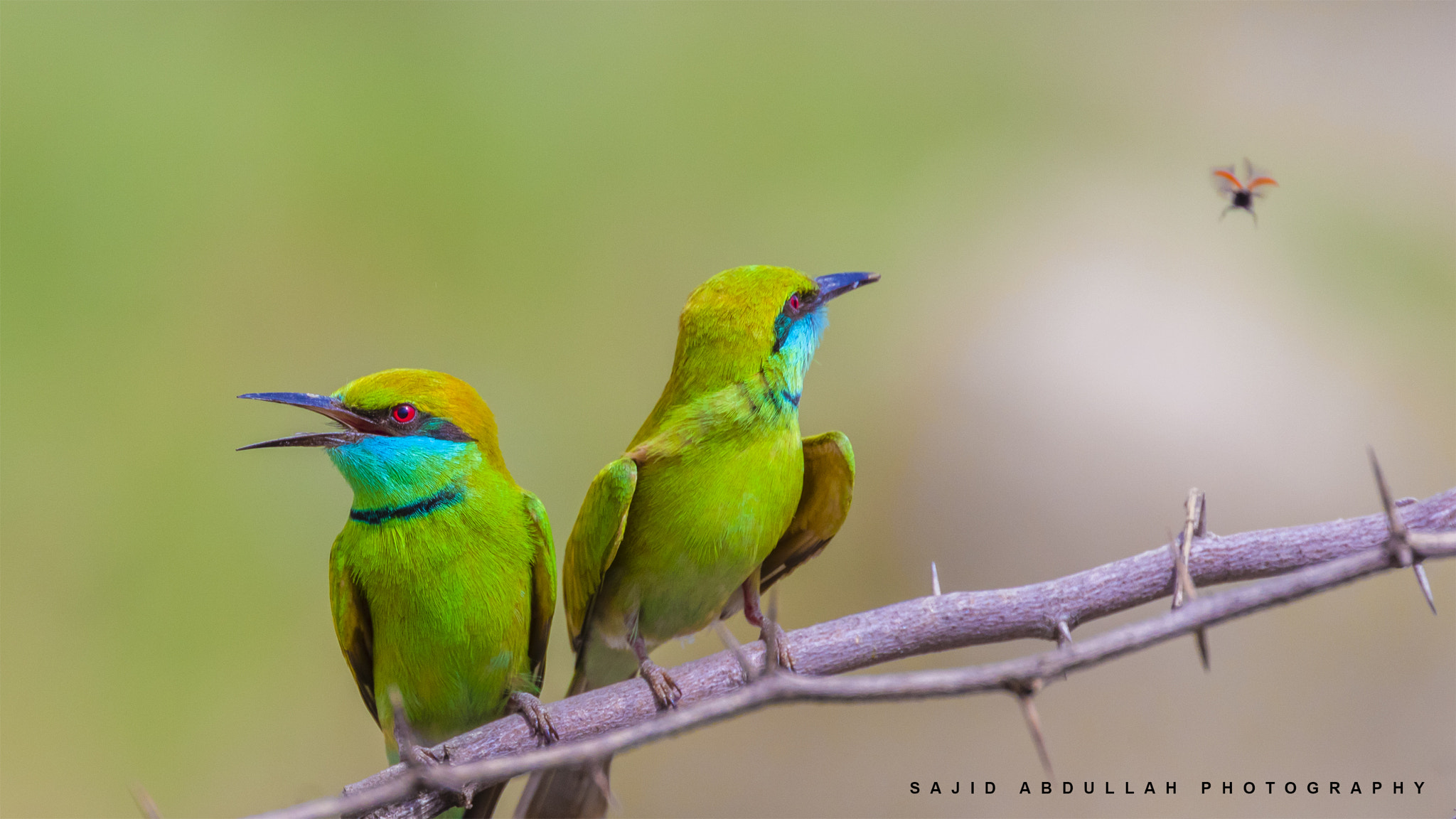 Canon EOS 5DS R sample photo. Just watching!!! photography