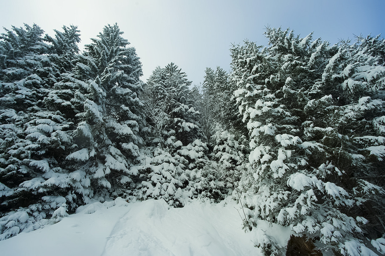 Sony Alpha DSLR-A850 sample photo. Winter tree 3 photography