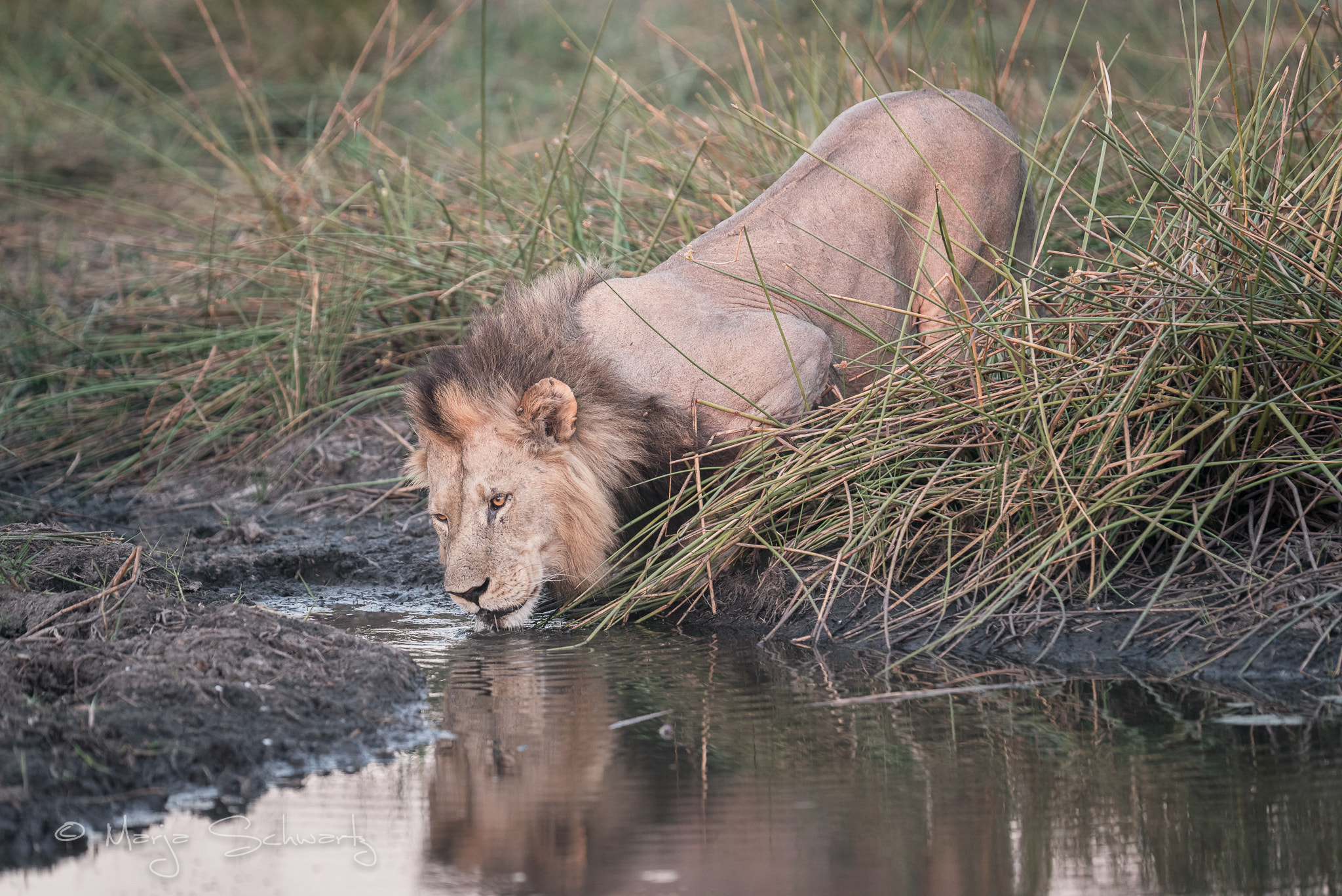 Nikon D810 sample photo. Lion @ okavango delta photography