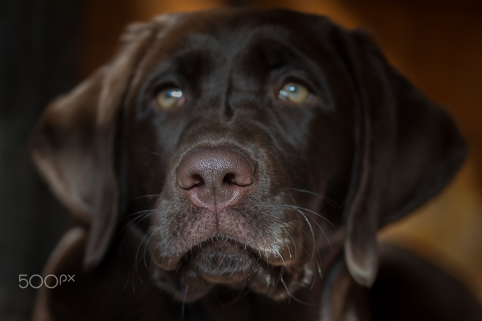Sony a99 II sample photo. Wet nose photography