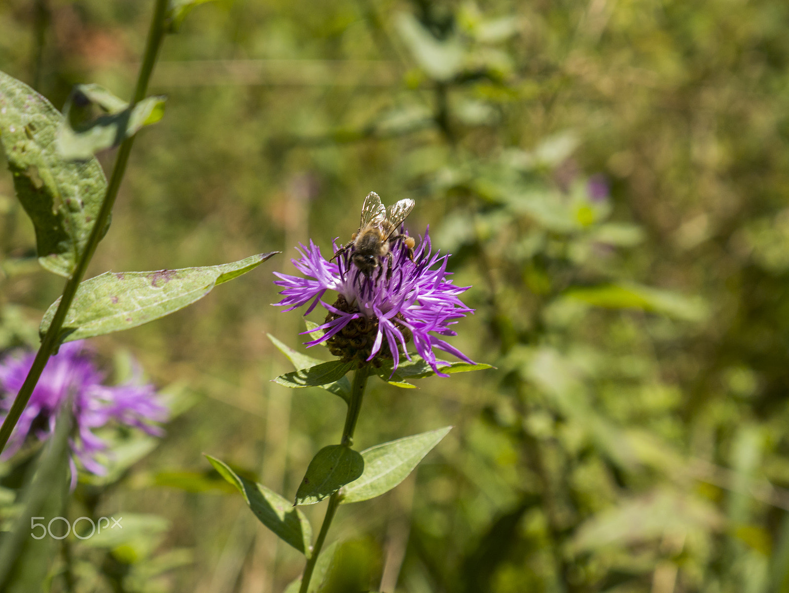 Panasonic Lumix DMC-GF6 sample photo. Working bee photography