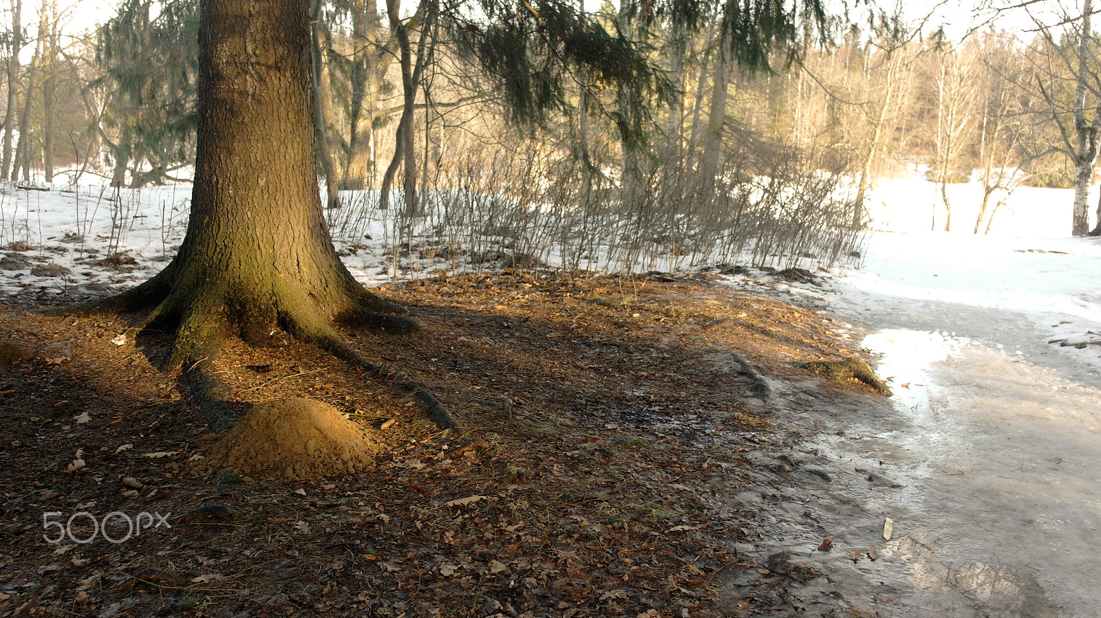 Samsung NX100 sample photo. Pavlovsk 2017 photography