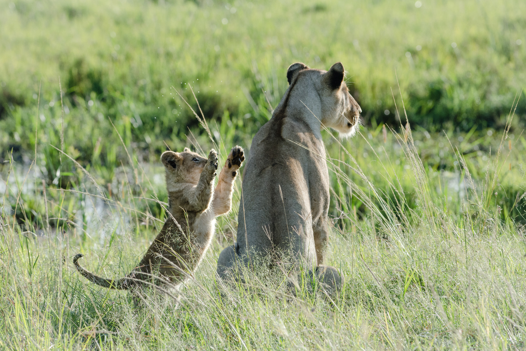 Nikon D7200 sample photo. Cute lion family scene photography