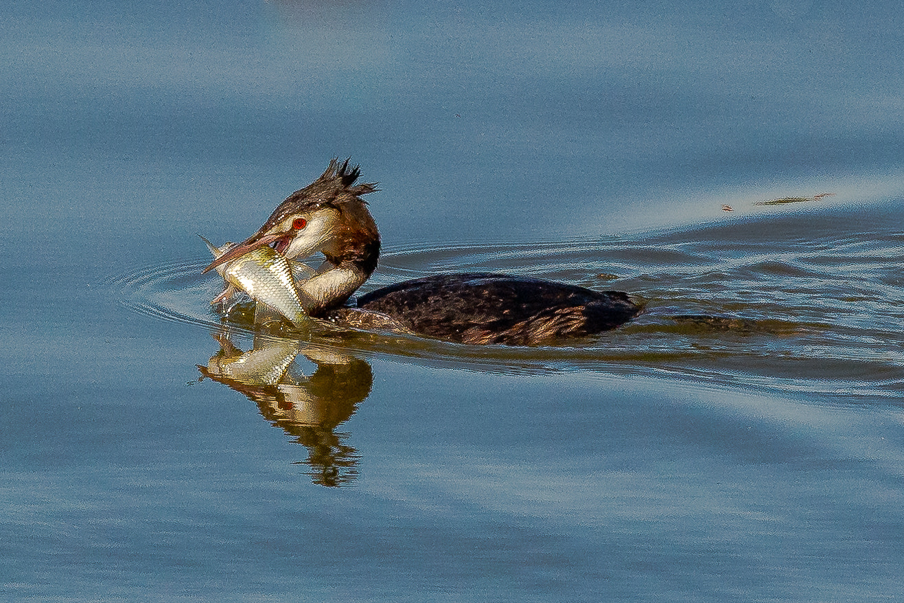 Canon EOS 60D sample photo. Great crested grebe photography
