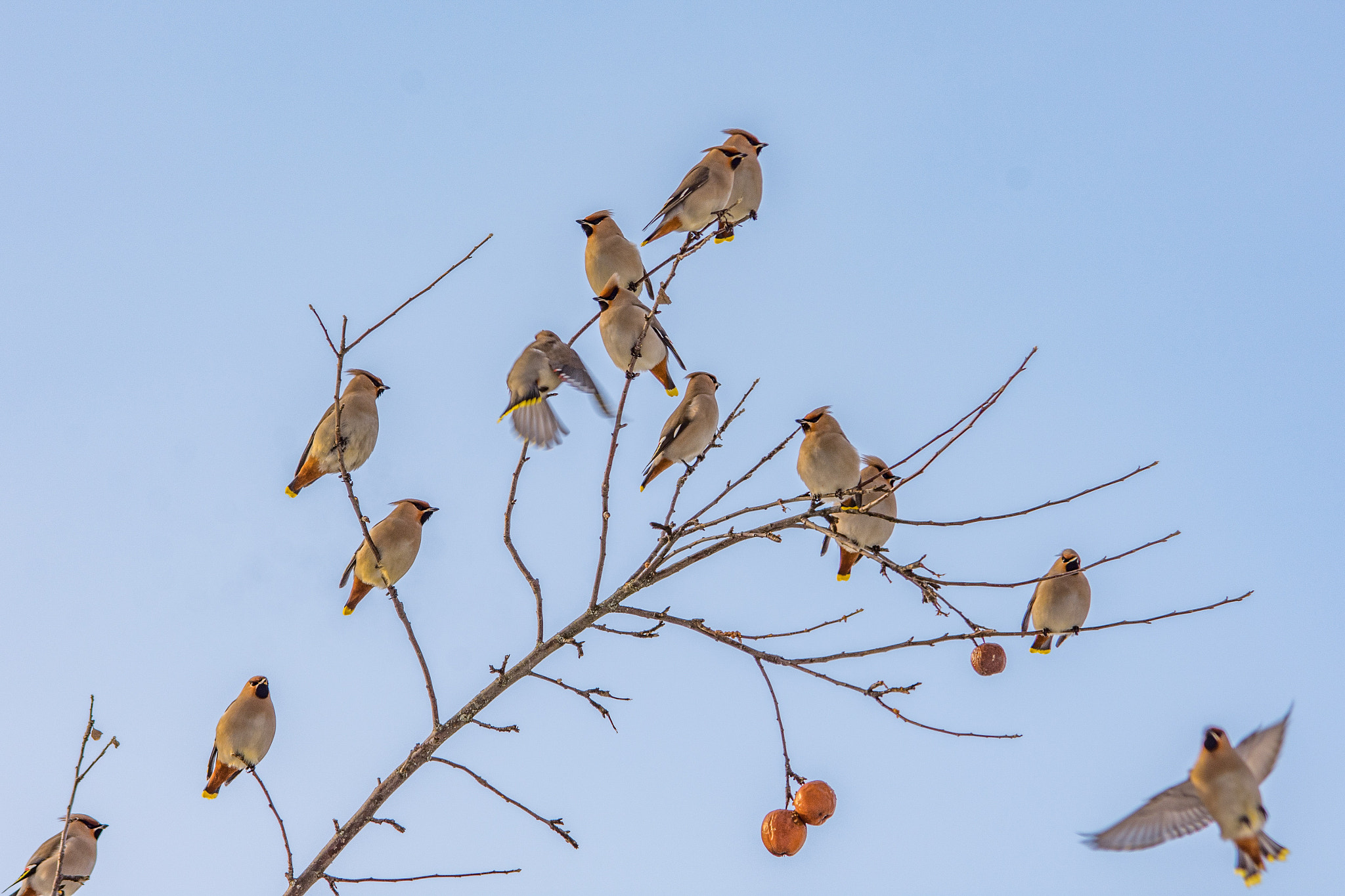Sigma 150-500mm F5-6.3 DG OS HSM sample photo. Bohemian waxwing photography