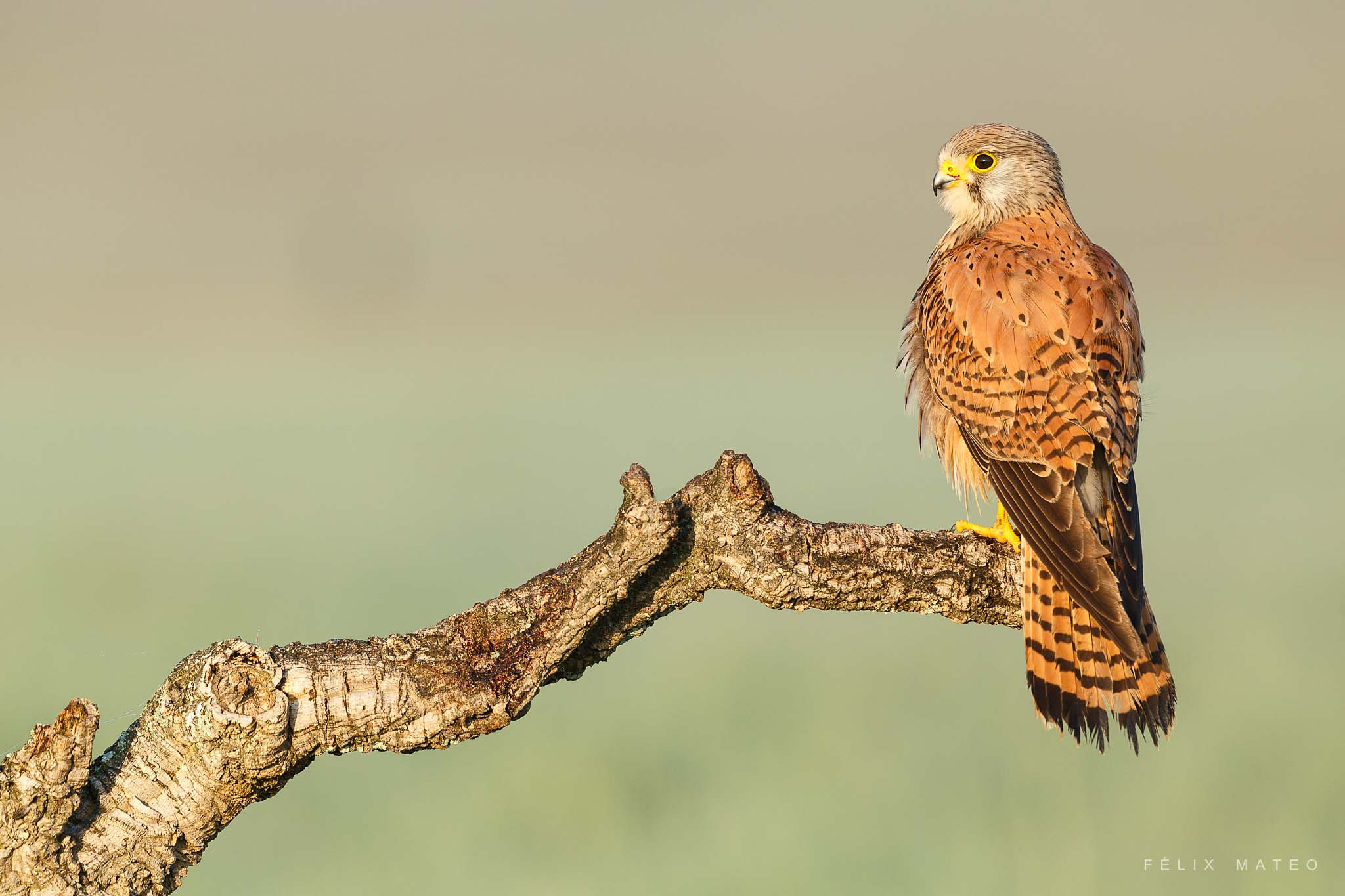 Canon EOS 6D + Canon EF 500mm F4L IS USM sample photo. Cernícalo vulgar (falco tinnunculus) photography