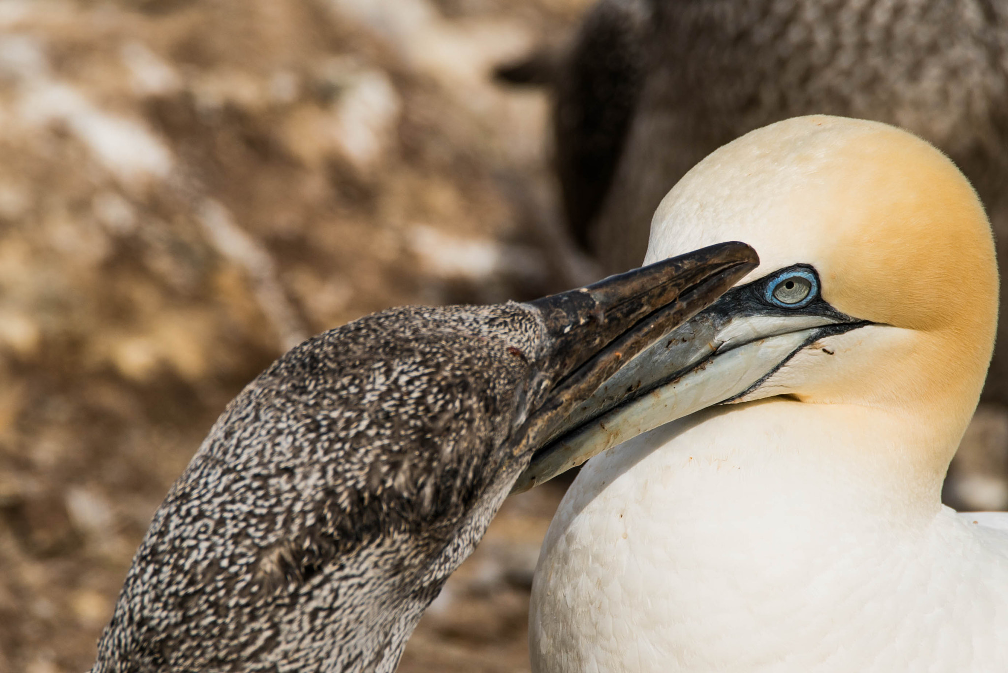Sony a7S II + Tamron SP 150-600mm F5-6.3 Di VC USD sample photo. Fous photography