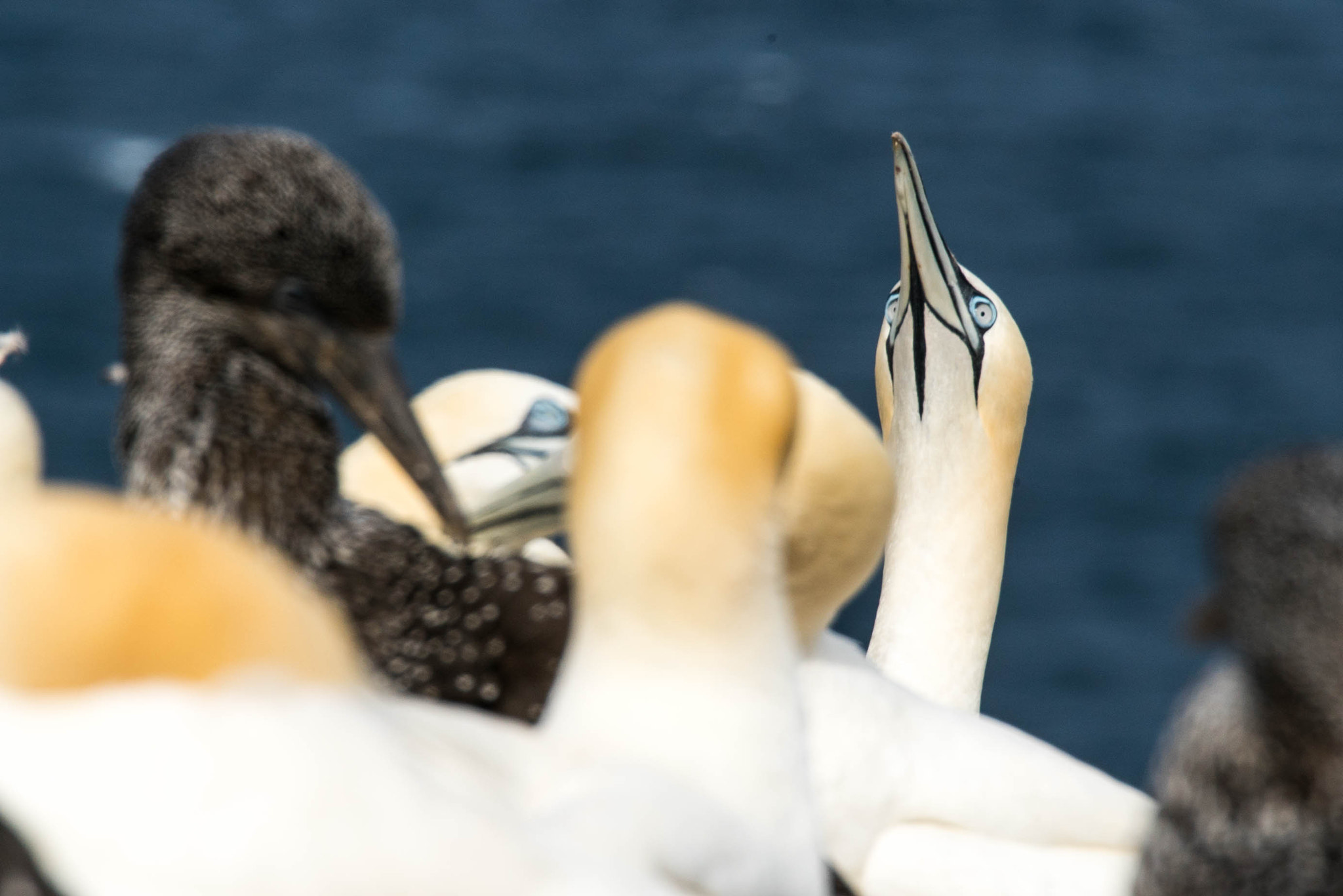 Sony a7S II + Tamron SP 150-600mm F5-6.3 Di VC USD sample photo. Fous photography
