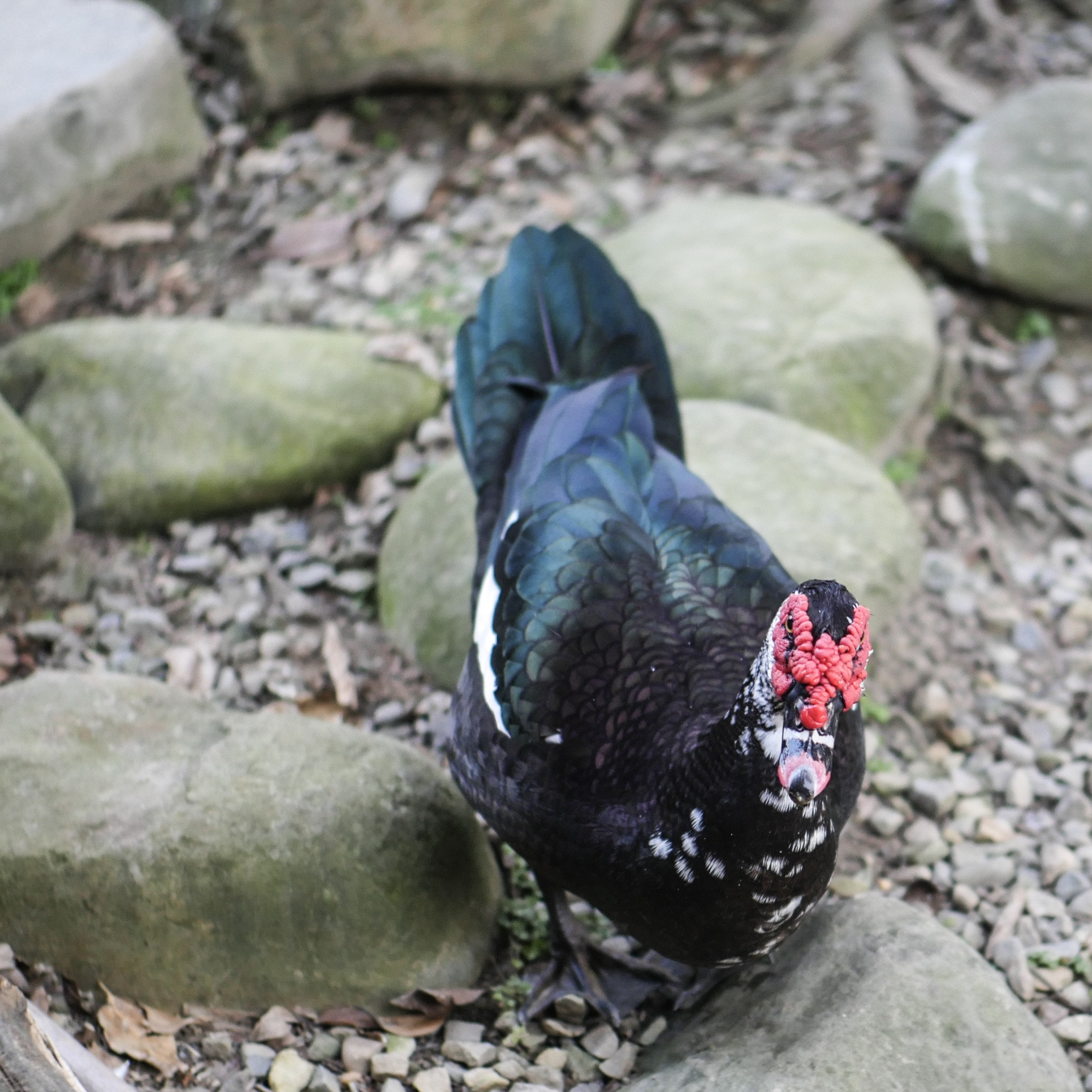 Panasonic Leica DG Nocticron 42.5mm F1.2 ASPH OIS sample photo
