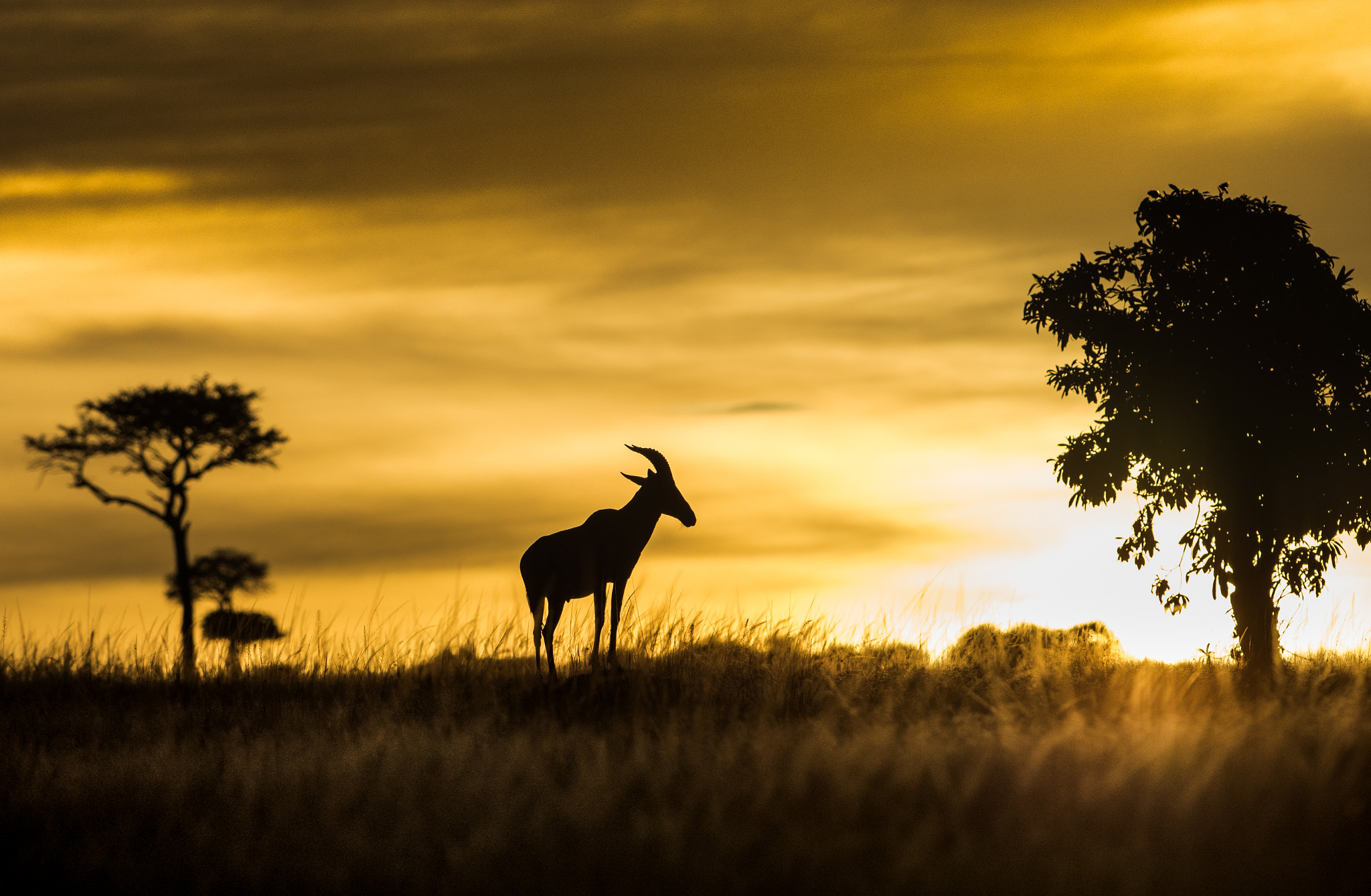 Nikon AF-S Nikkor 300mm F2.8G ED-IF VR sample photo. Just before sunrise photography