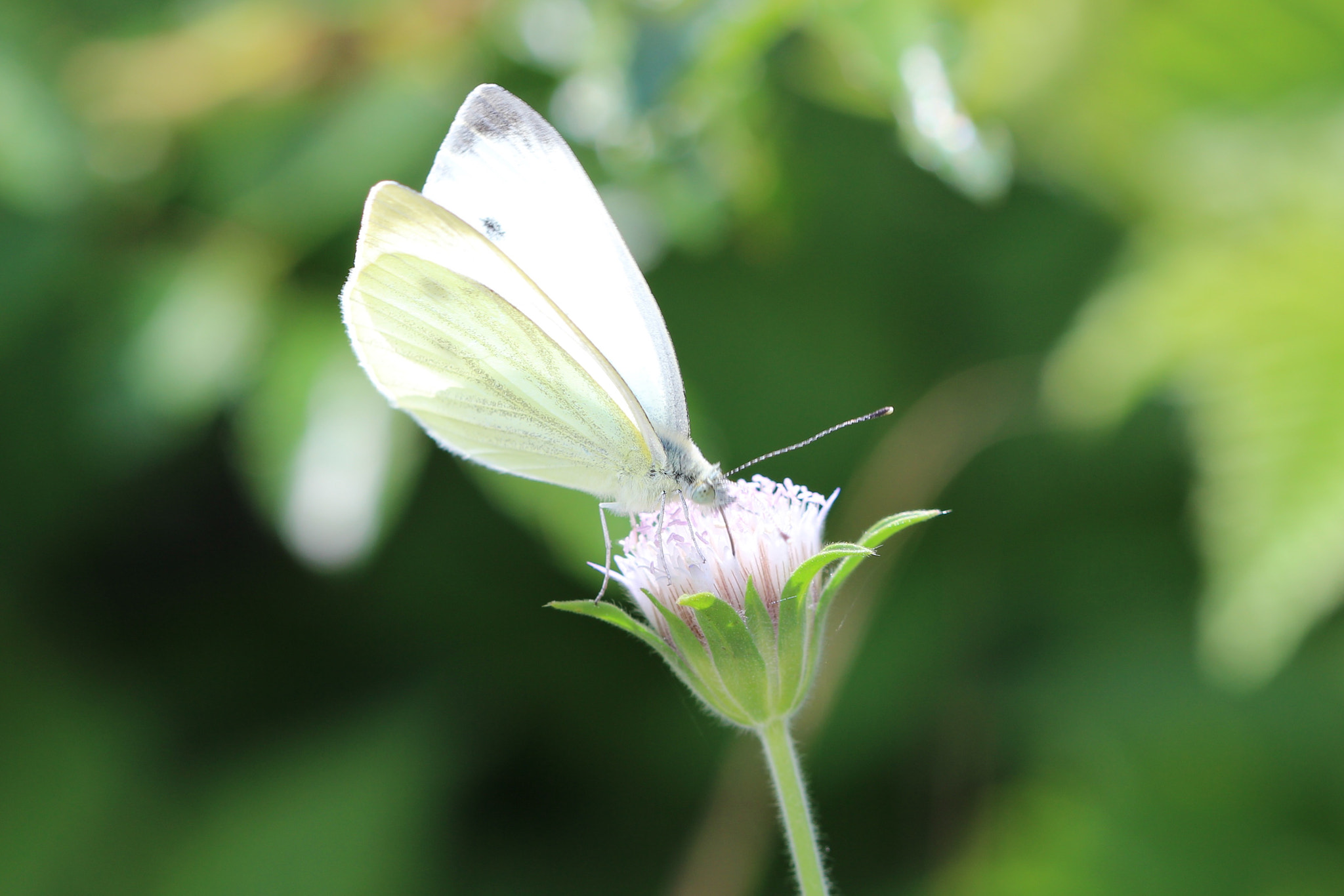 Canon EOS 600D (Rebel EOS T3i / EOS Kiss X5) + Canon EF 100mm F2.8 Macro USM sample photo. Cabbage white butterfly photography