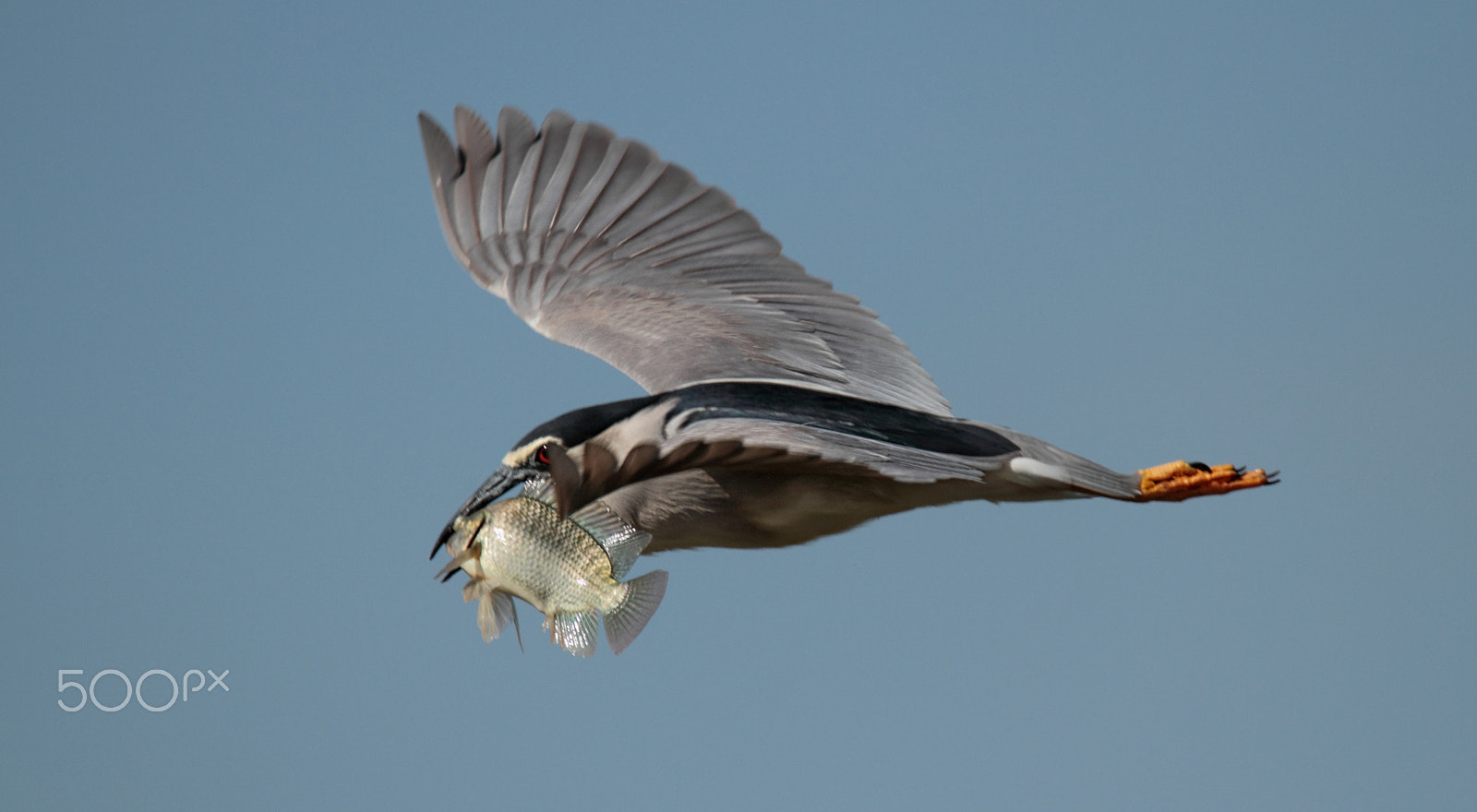 Canon EOS 7D sample photo. Nycticorax with st. peter's fish ... photography