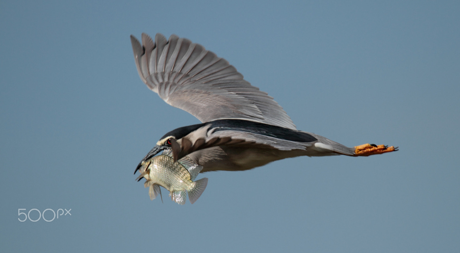 Tamron SP 150-600mm F5-6.3 Di VC USD sample photo. Nycticorax with st. peter's fish ... photography