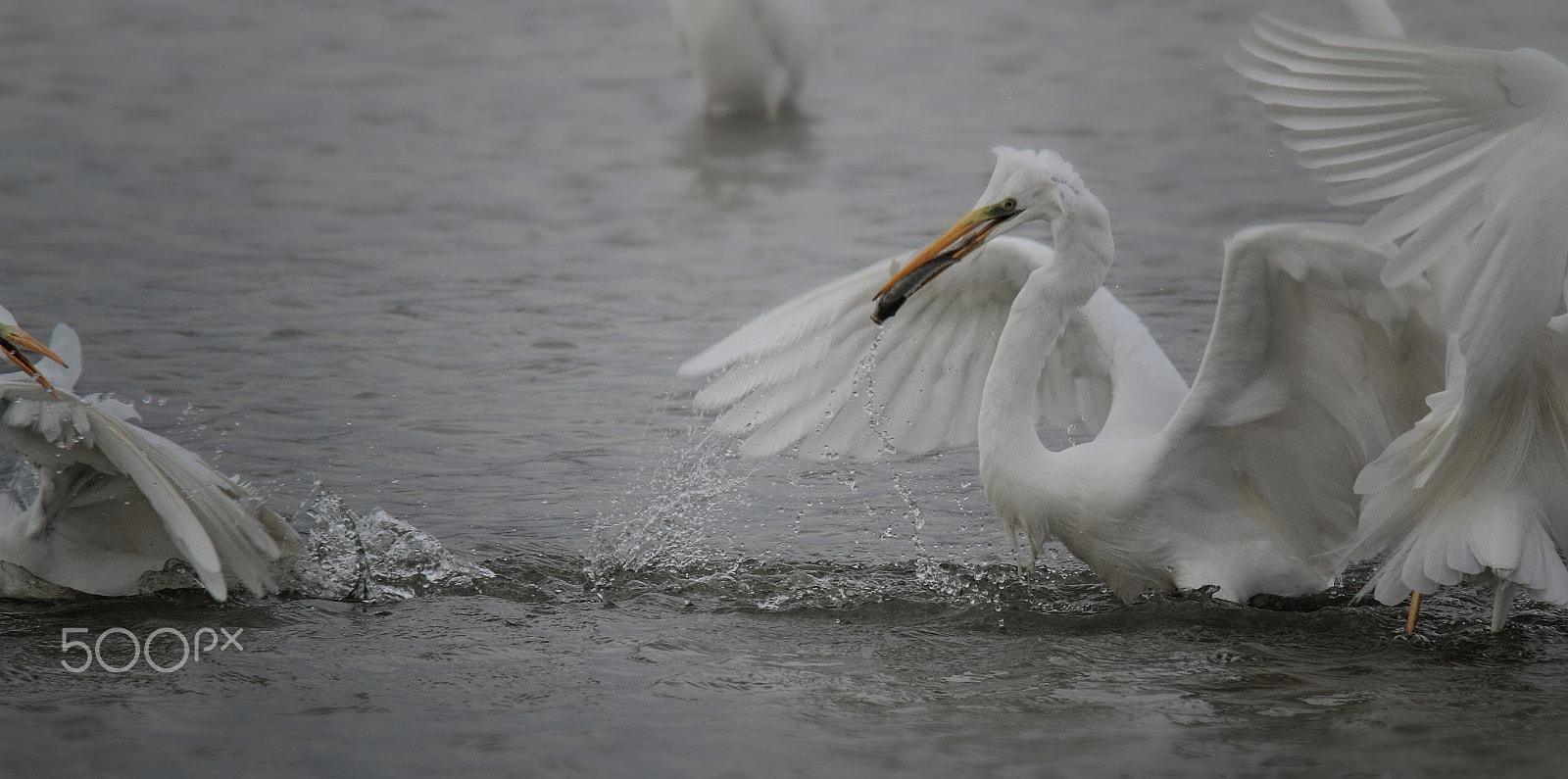 Tamron SP 150-600mm F5-6.3 Di VC USD sample photo. Egrets fishing ... photography