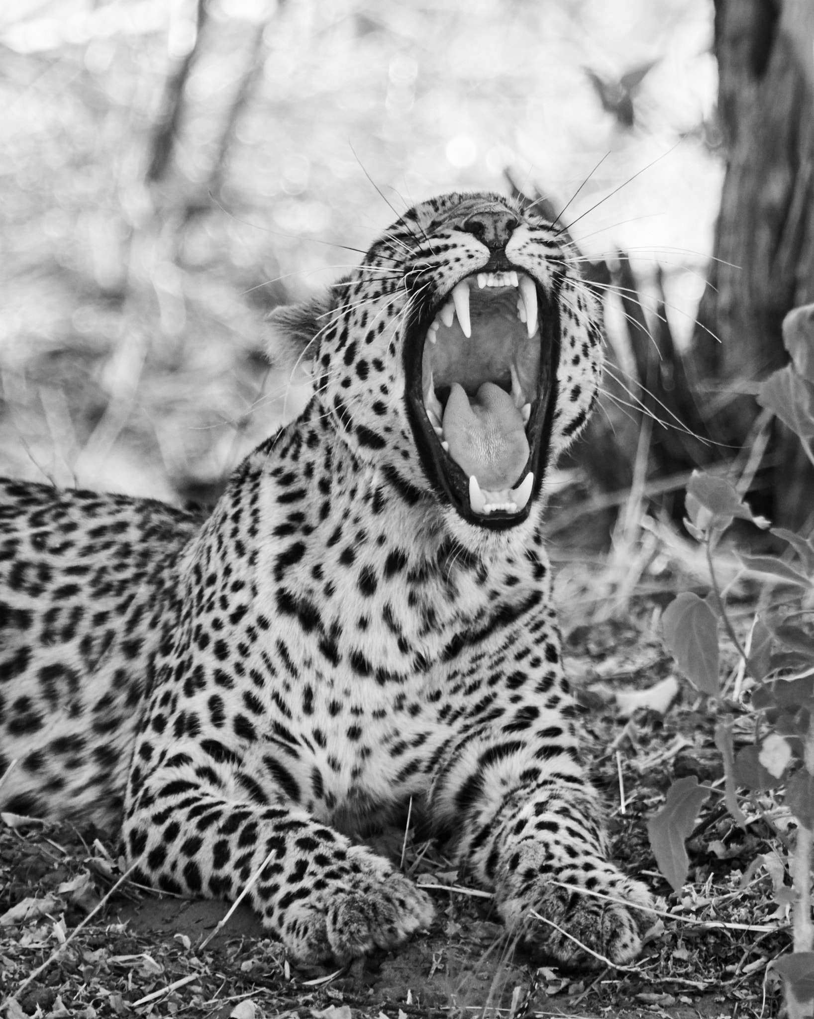 Canon EF 100-400mm F4.5-5.6L IS USM sample photo. Leopard in black and white photography