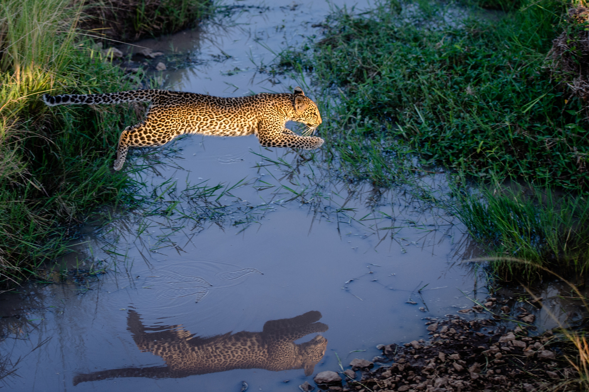 Nikon Df sample photo. Leopard jumping ... photography