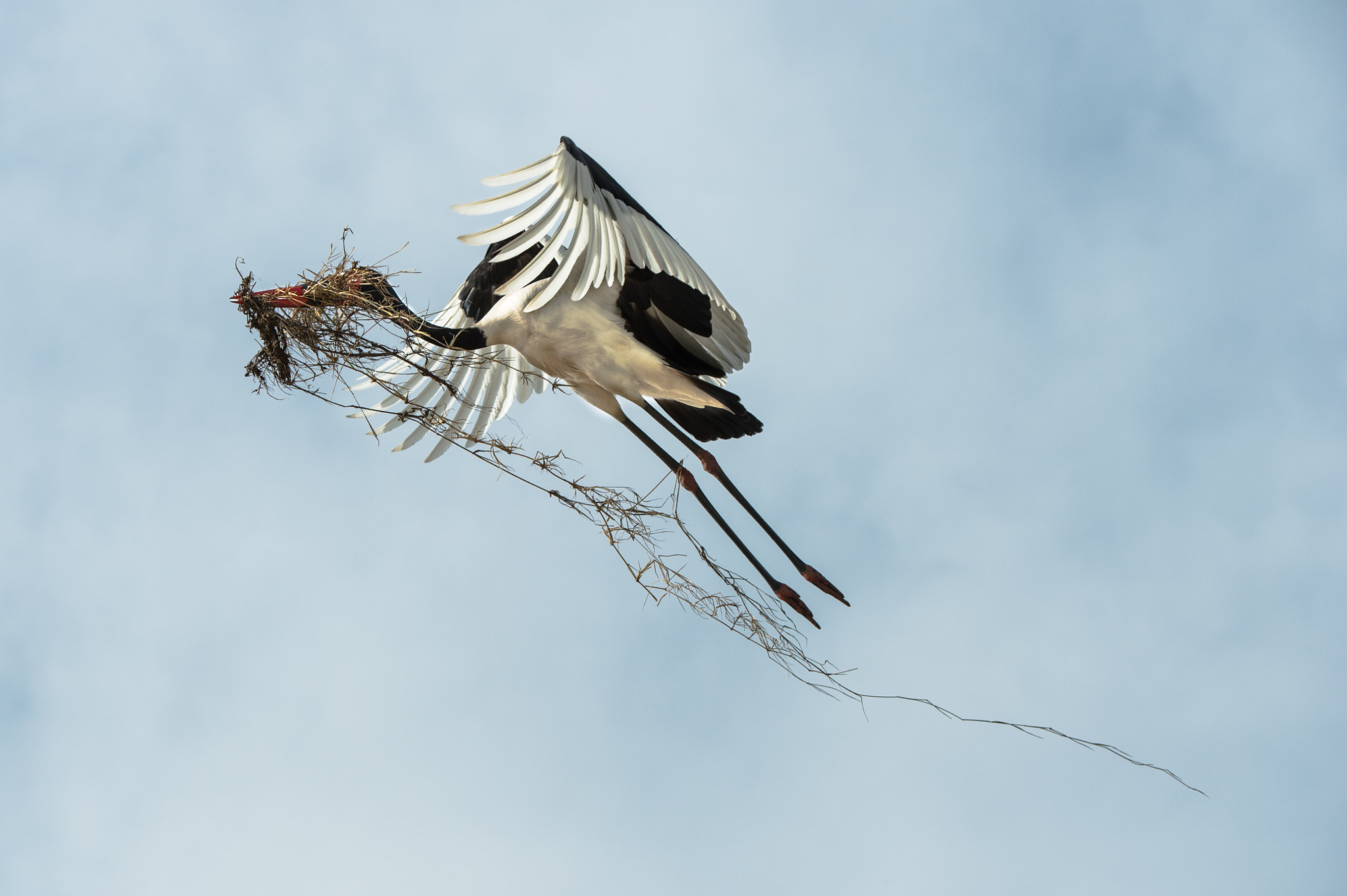 Nikon Df sample photo. Jabiru making its nest photography
