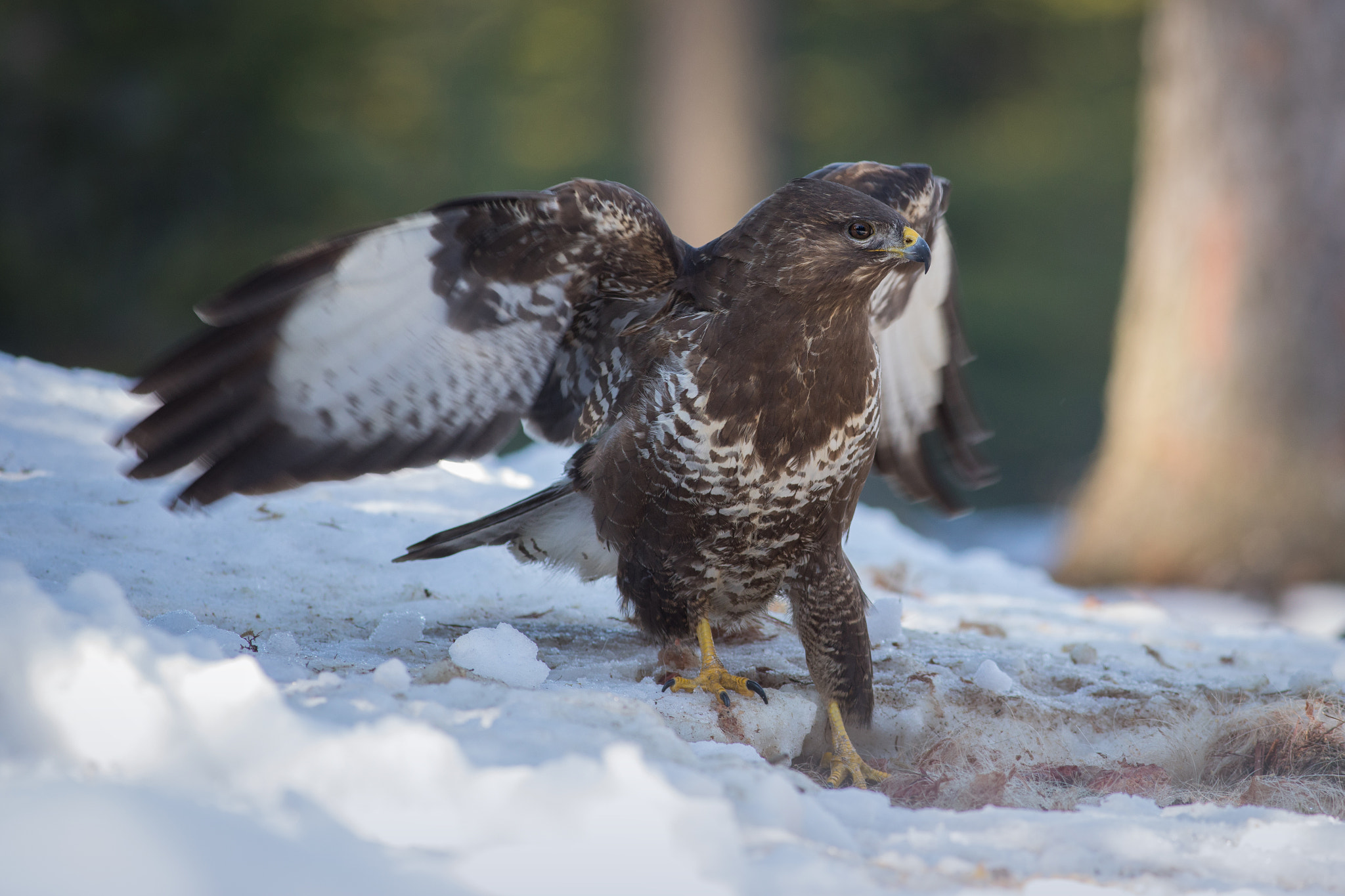 Canon EF 400mm F5.6L USM sample photo. Káně lesní (buteo buteo)

 photography