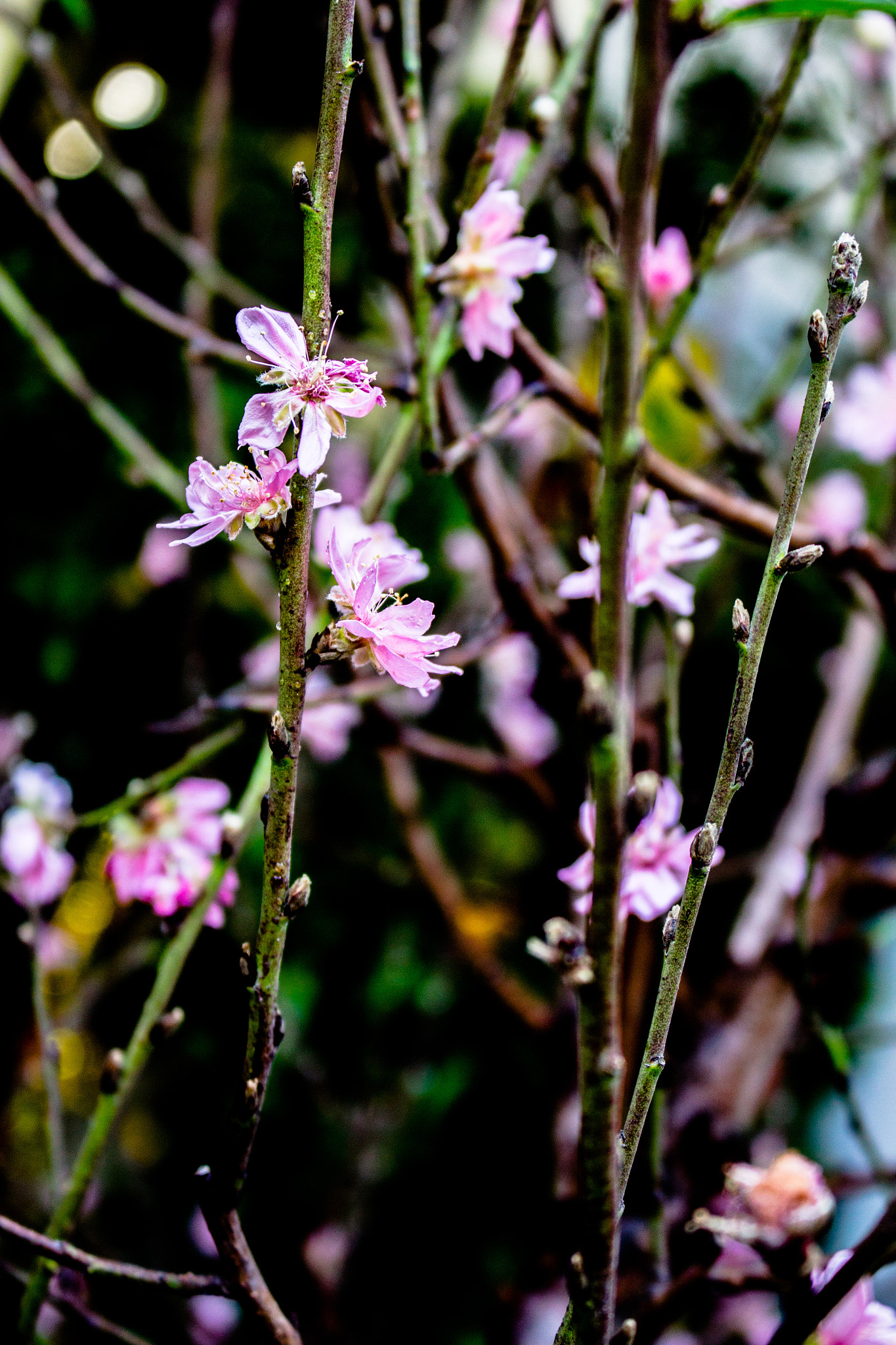 Canon EOS 700D (EOS Rebel T5i / EOS Kiss X7i) sample photo. Lunar new year photography