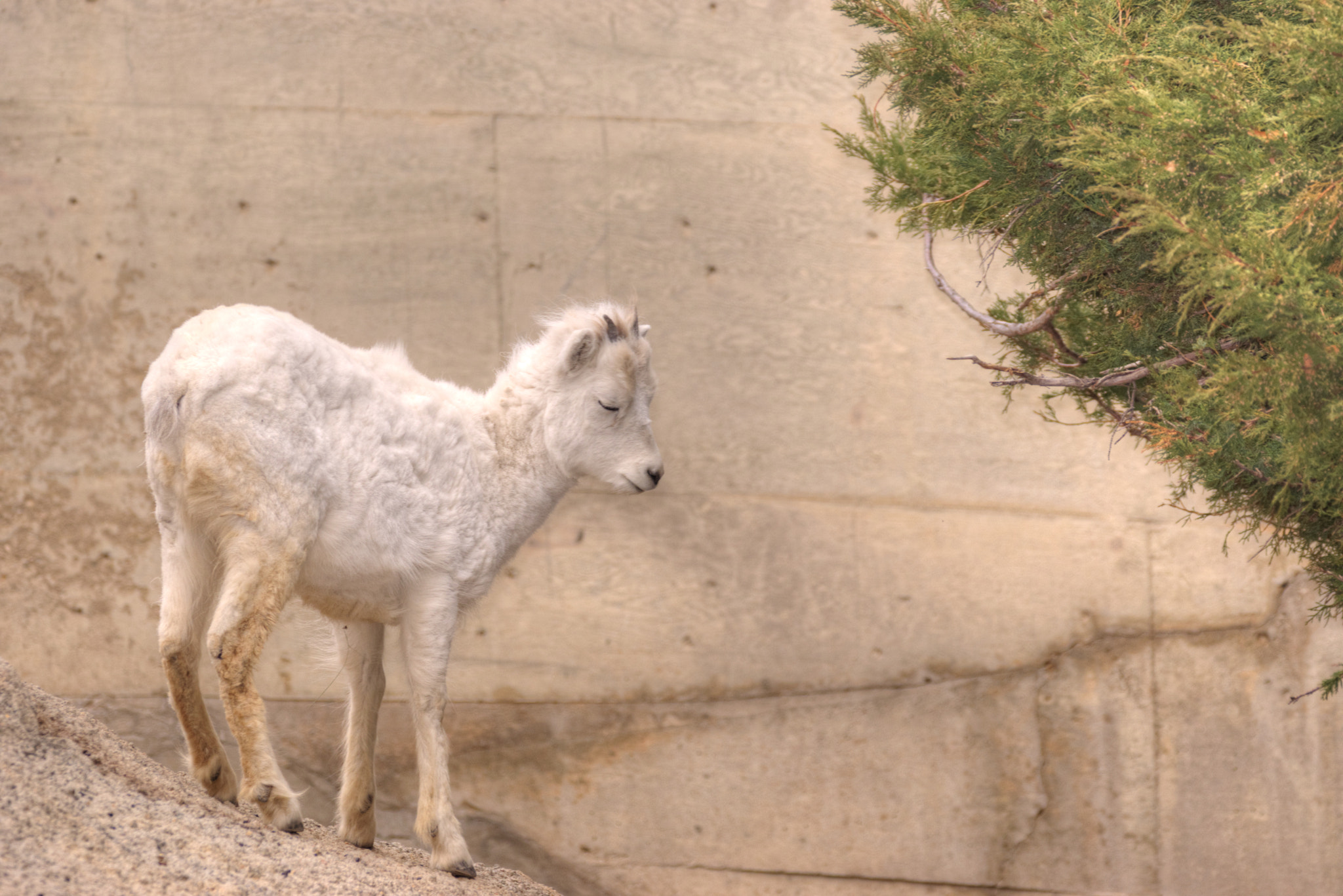 Sigma 150-600mm F5-6.3 DG OS HSM | C sample photo. Goat photography