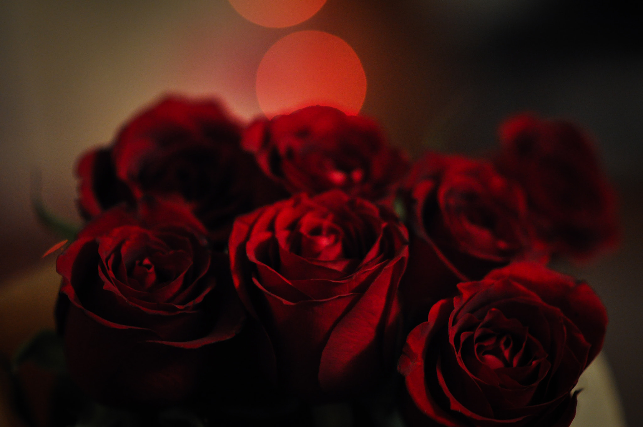 Nikon D90 + Nikon AF-S Nikkor 85mm F1.8G sample photo. Crimson roses photography