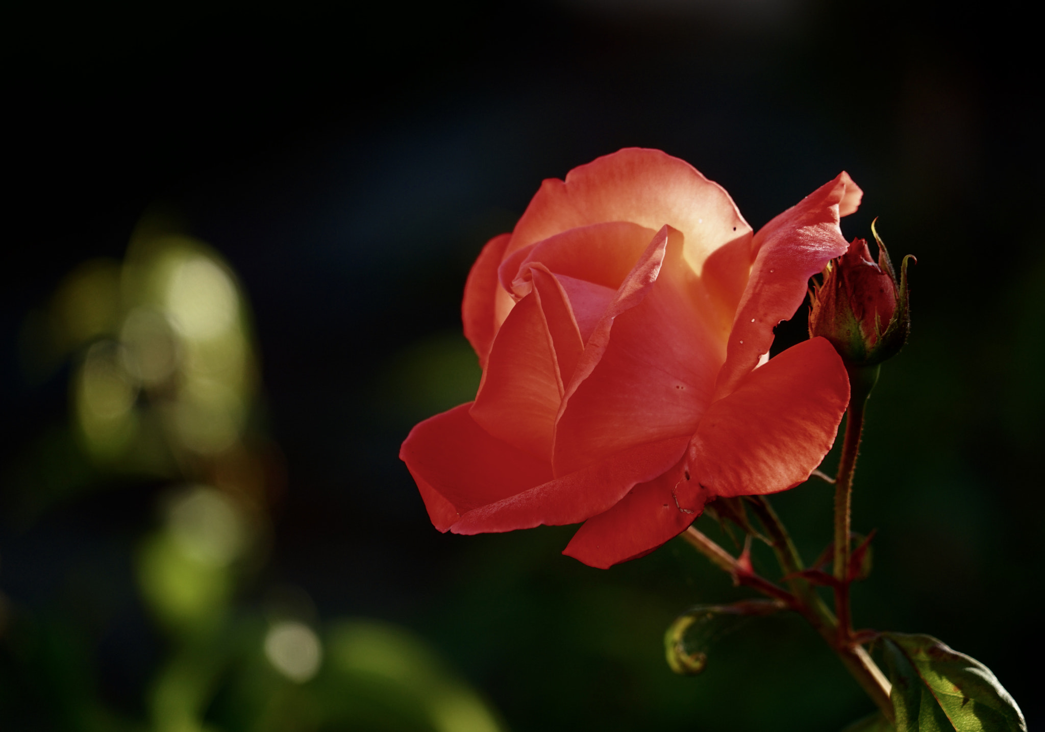 Sony FE 24-240mm F3.5-6.3 OSS sample photo. Rose photography