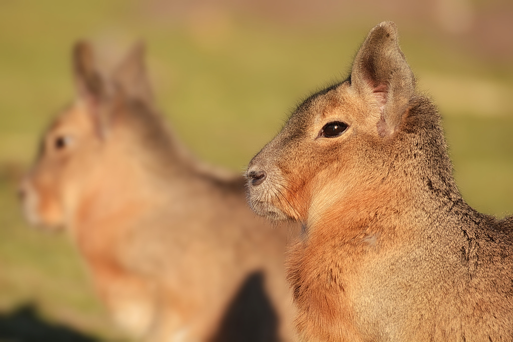 Nikon D7100 + Sigma 50-500mm F4.5-6.3 DG OS HSM sample photo. Pampashase im naturzoo rheine photography