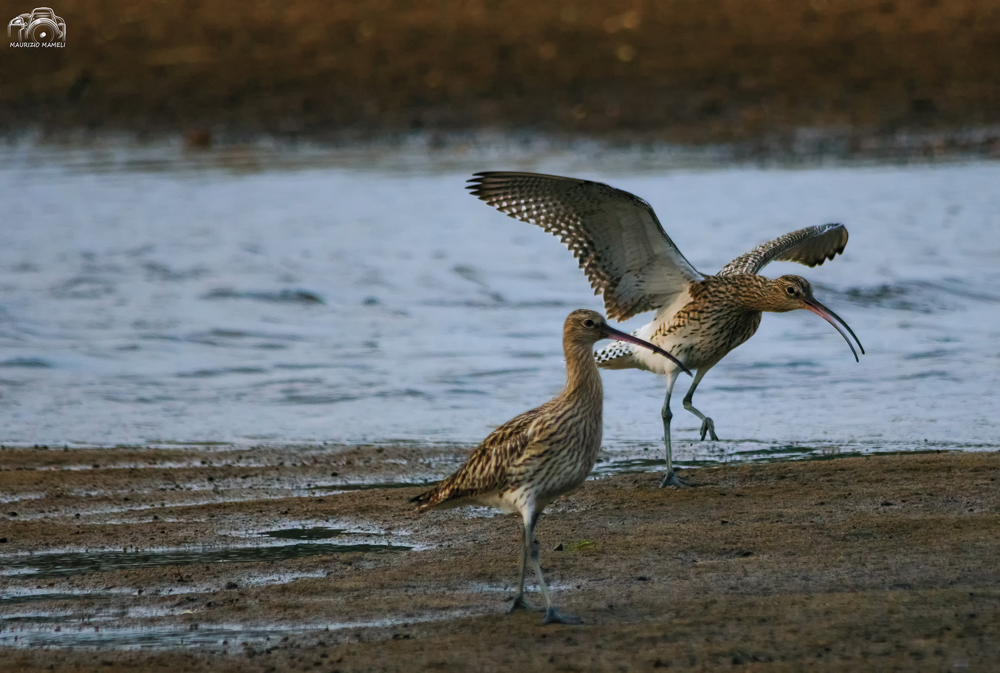 Sigma 150-500mm F5-6.3 DG OS HSM sample photo. Coppia di chiurlo photography