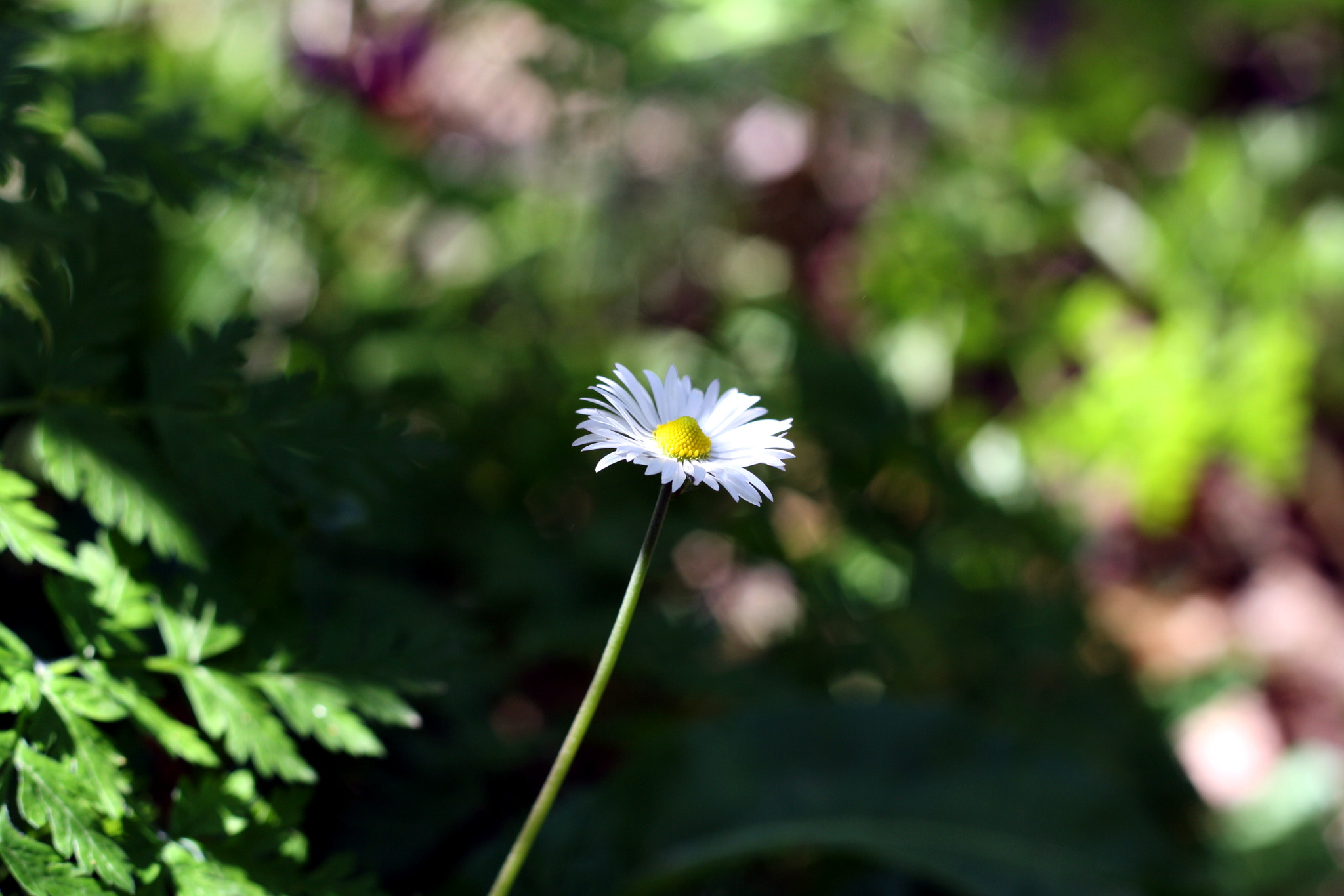 Canon EOS 1000D (EOS Digital Rebel XS / EOS Kiss F) + Canon EF 50mm F1.8 II sample photo. Happy valentine's day! photography